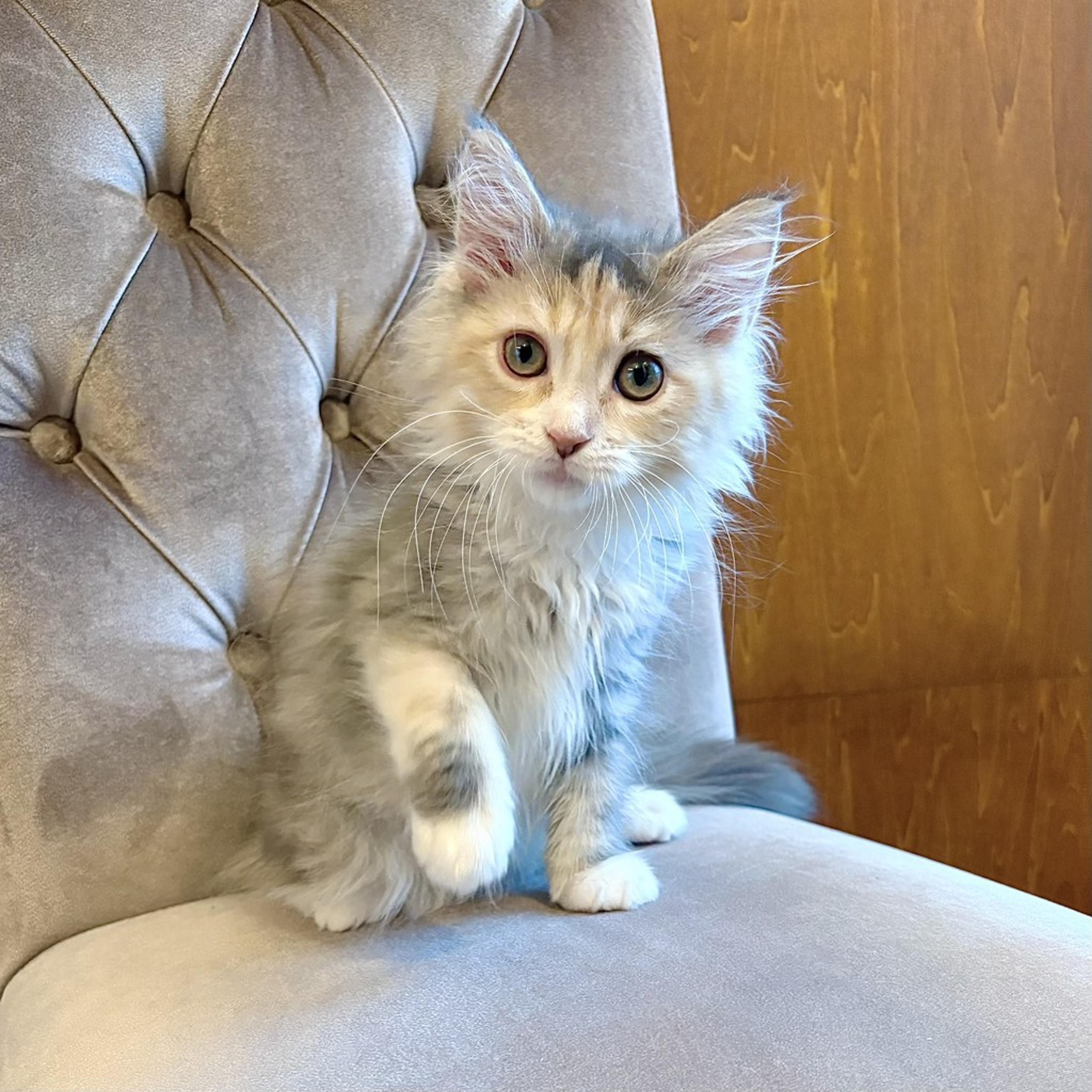pet-image-5