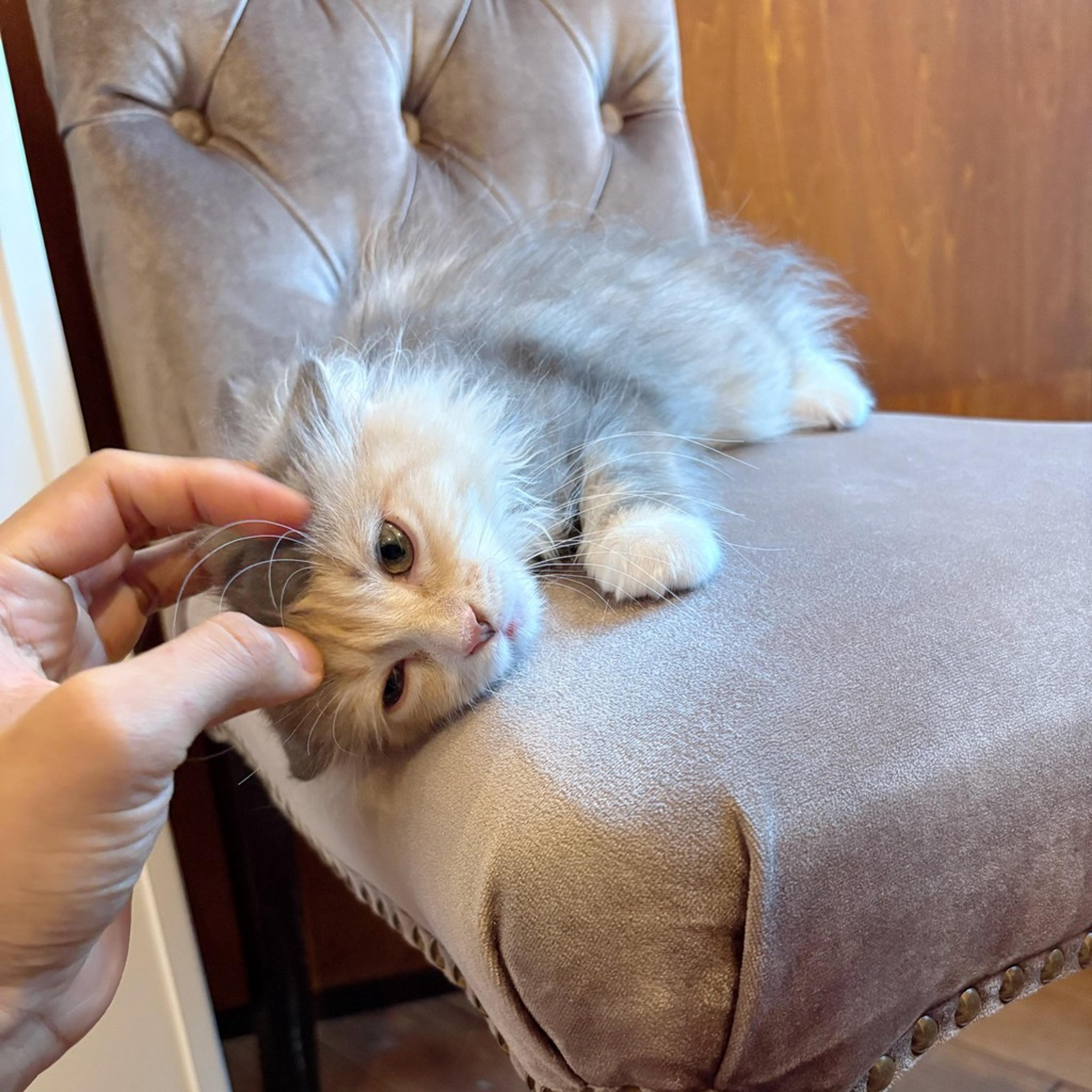 pet-image-7