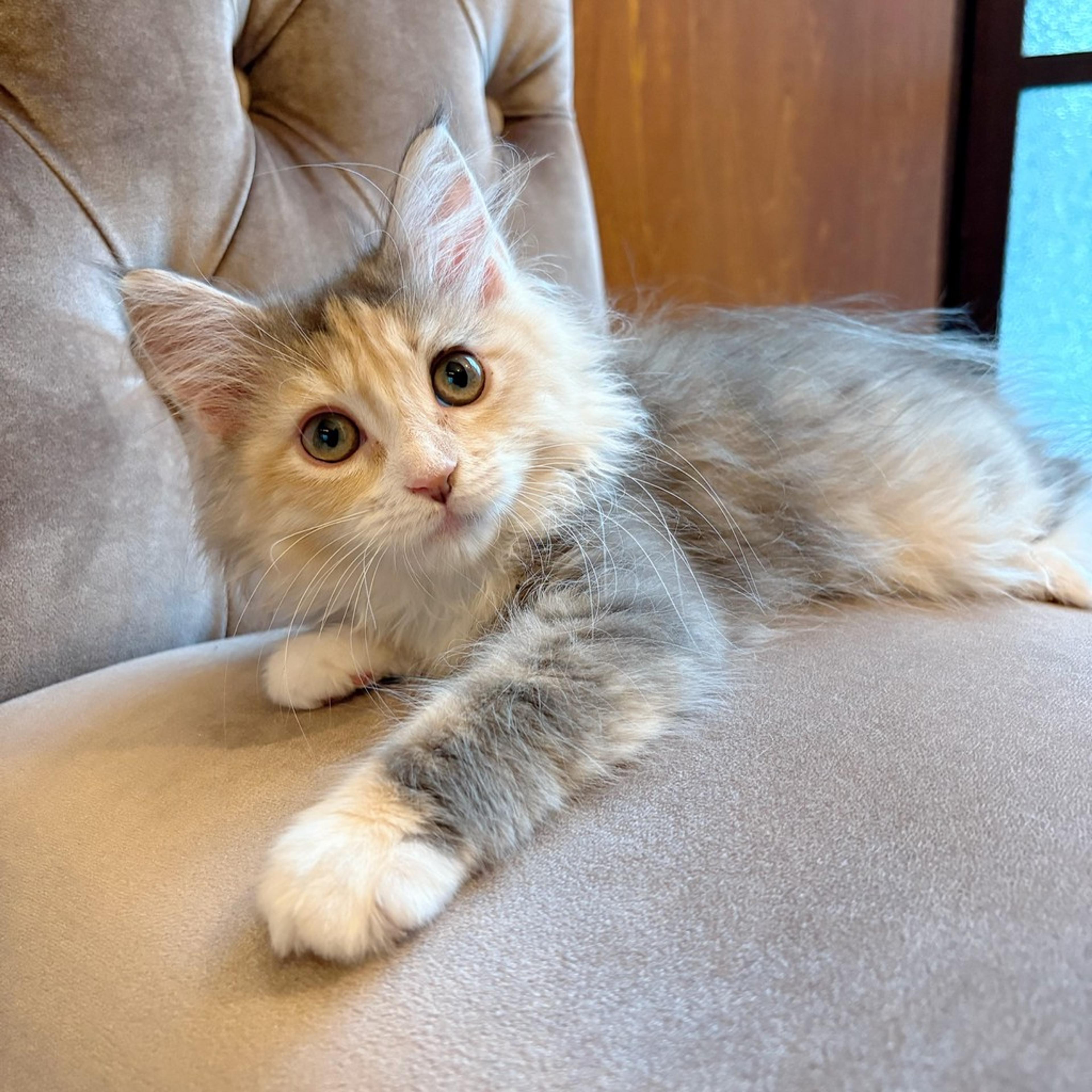 pet-image-8