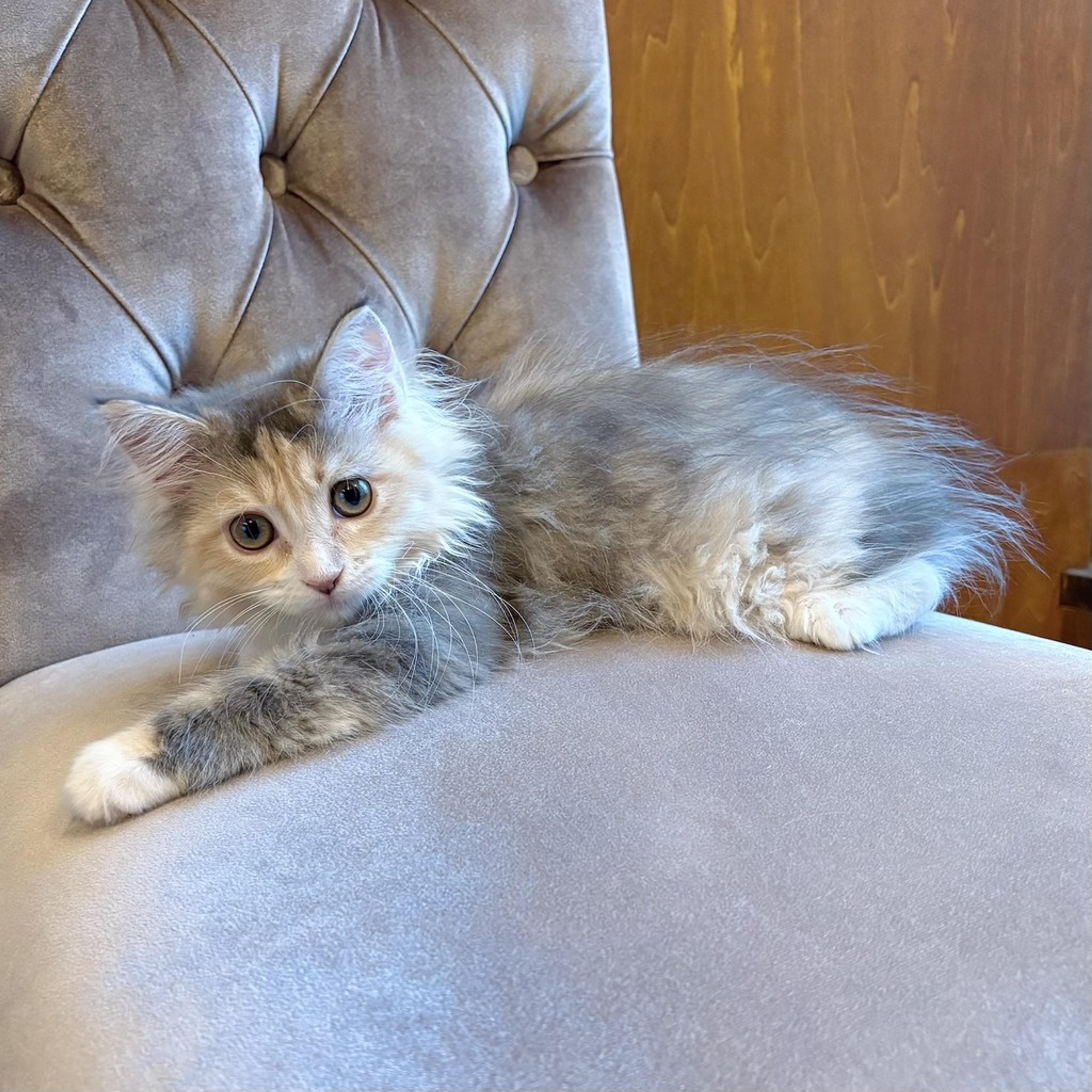 pet-image-9