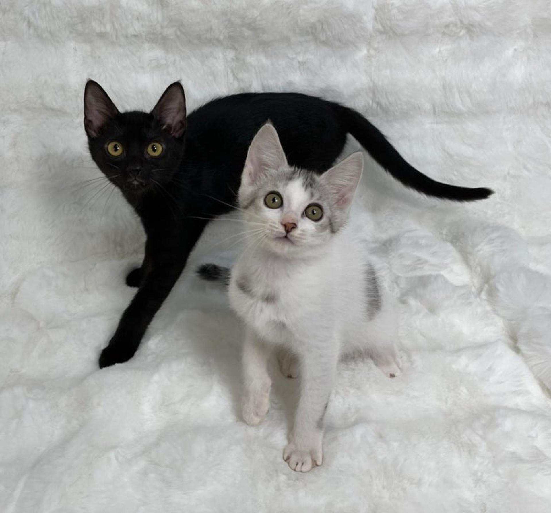 pet-image-5