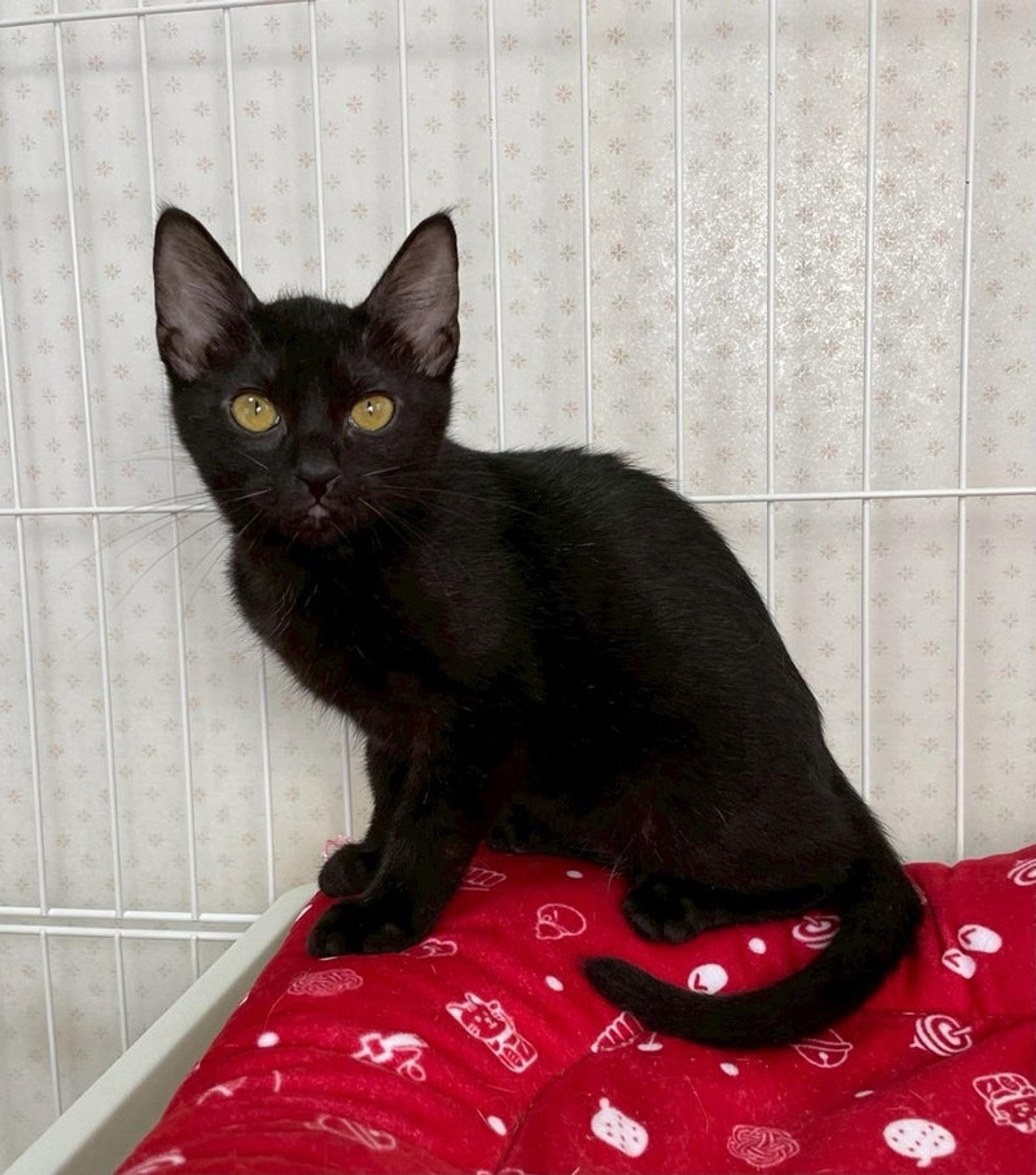 pet-image-3