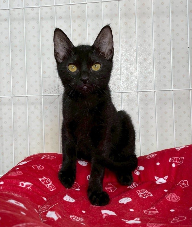 ネコ可愛いさん専用十四代黒縄 ネコ可愛いさん専用十四代黒縄 ネコ可愛いさん専用十四代