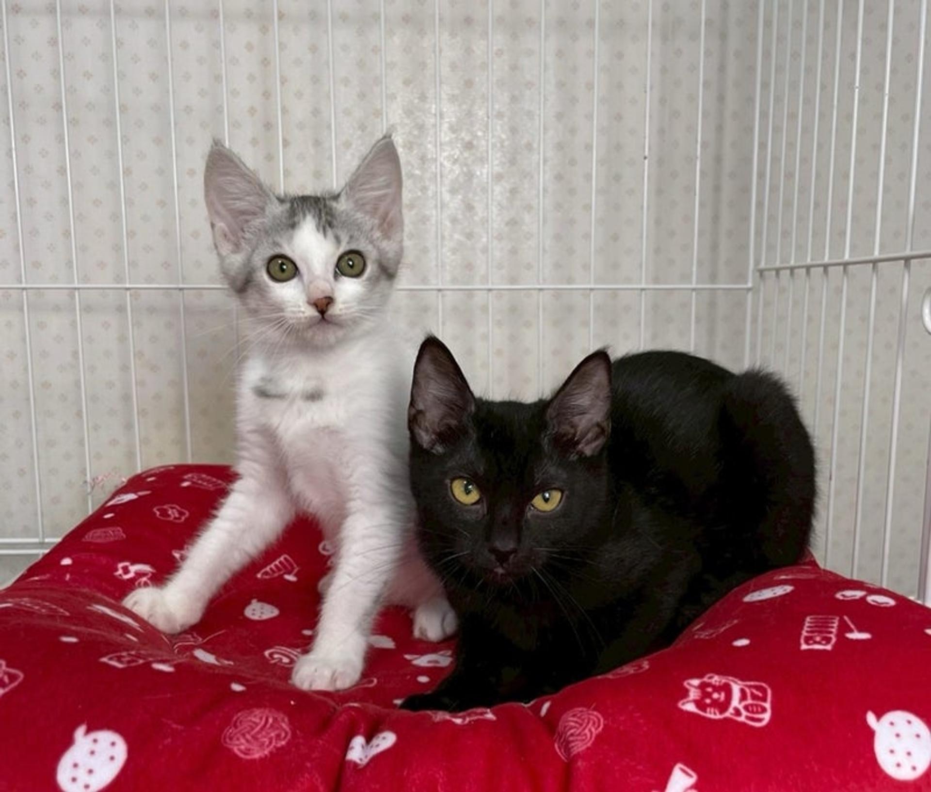 pet-image-4