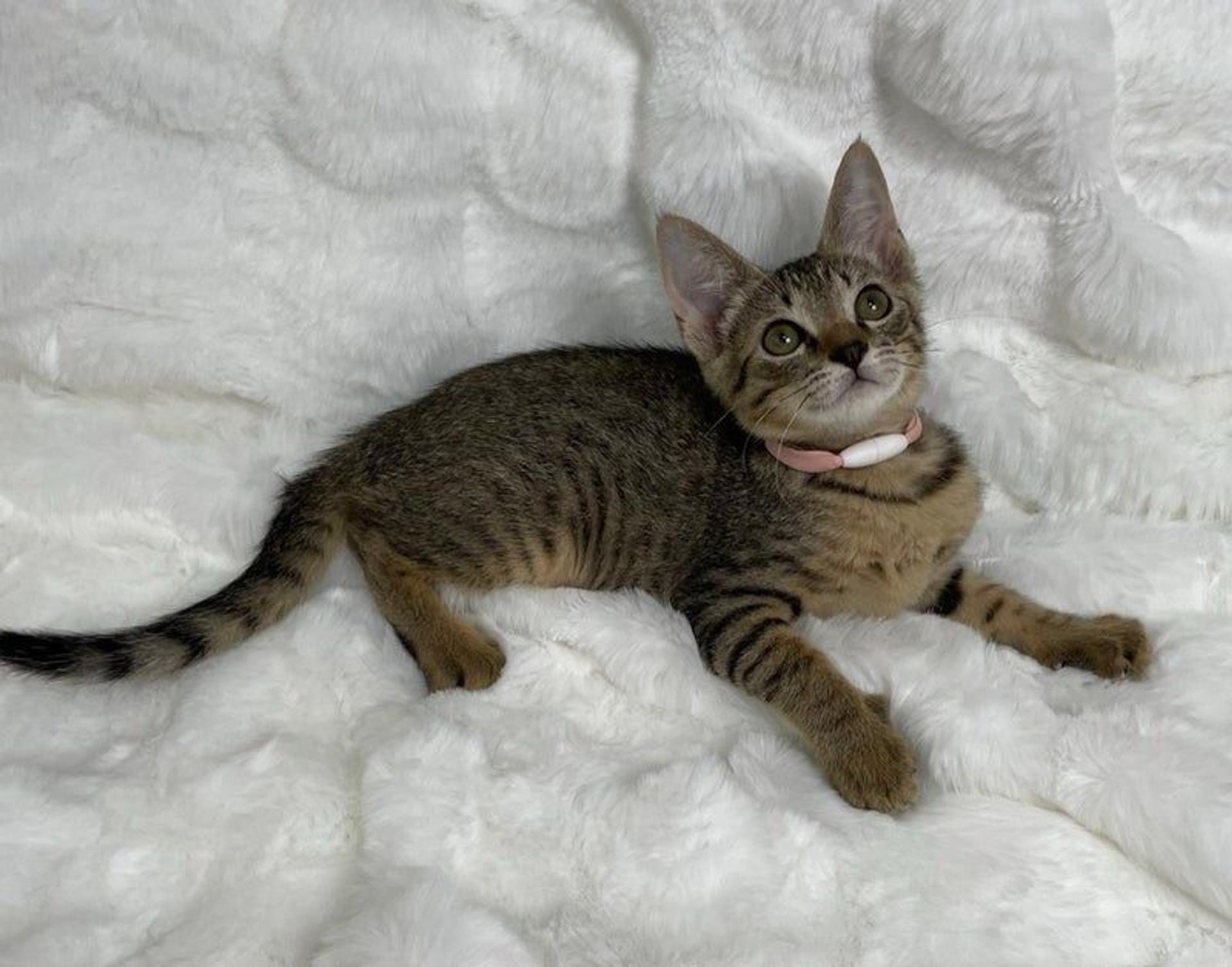 pet-image-4