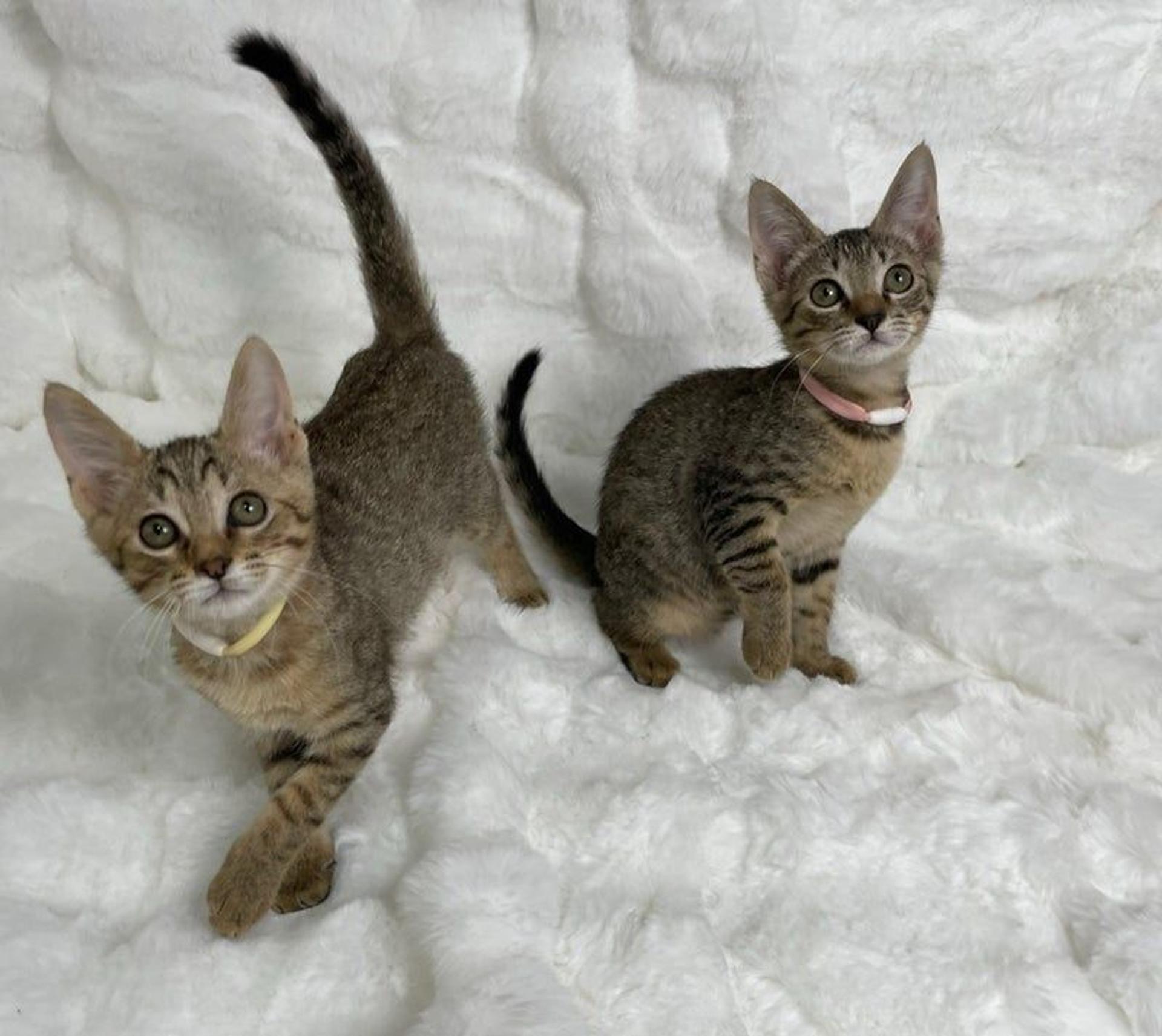 pet-image-5