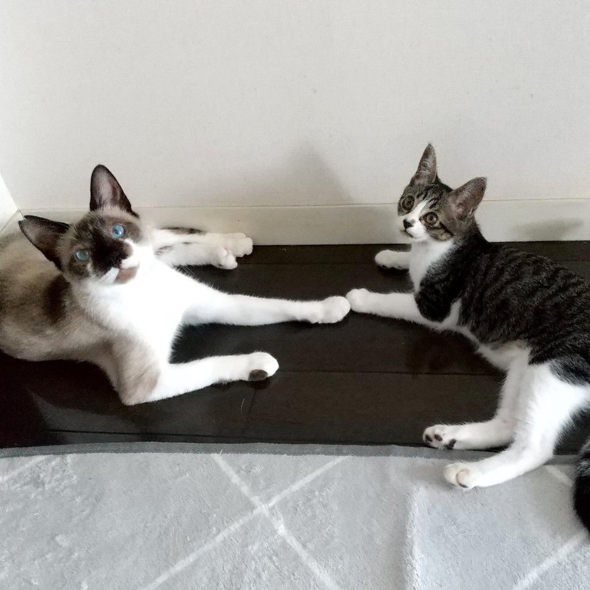 pet-image-4