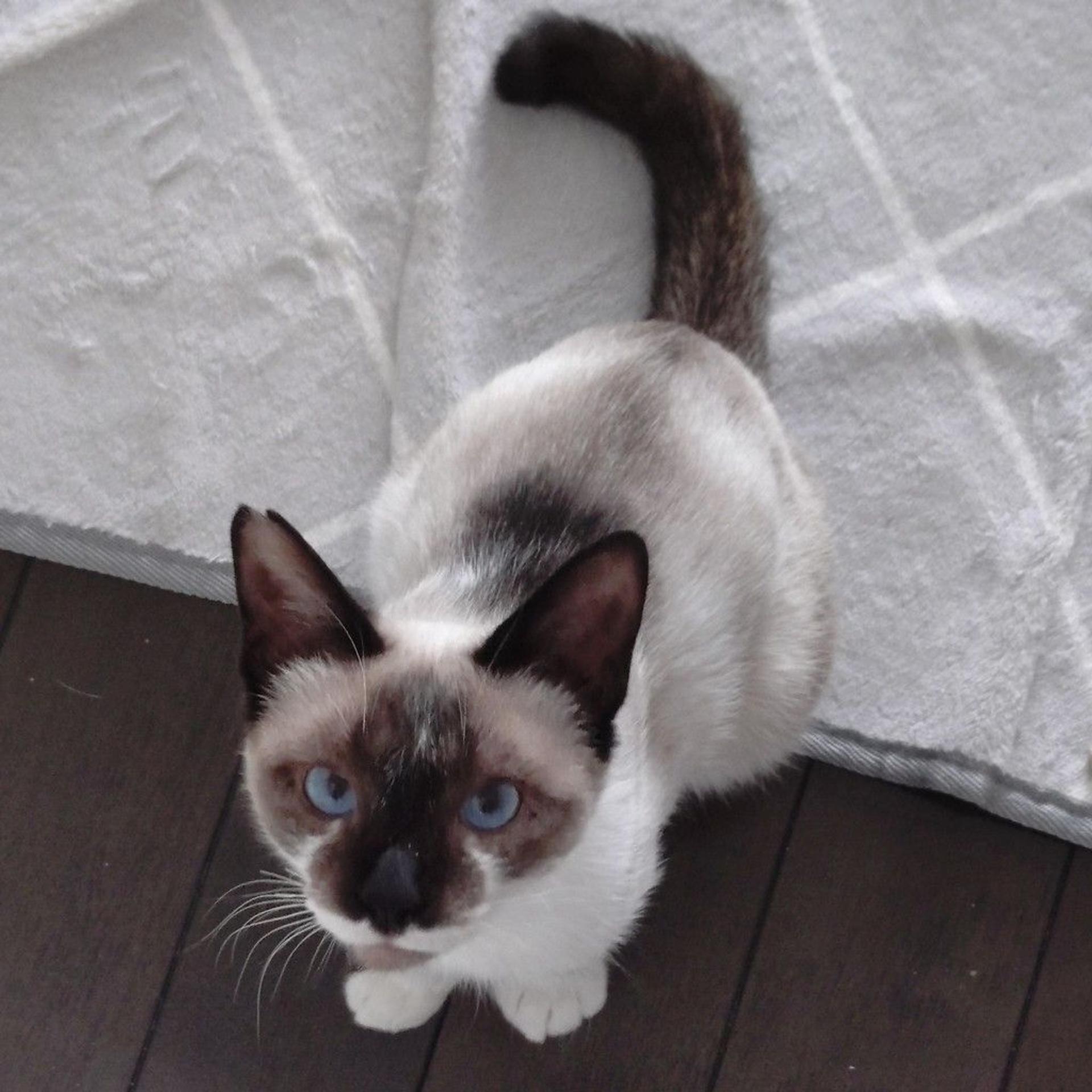 pet-image-2