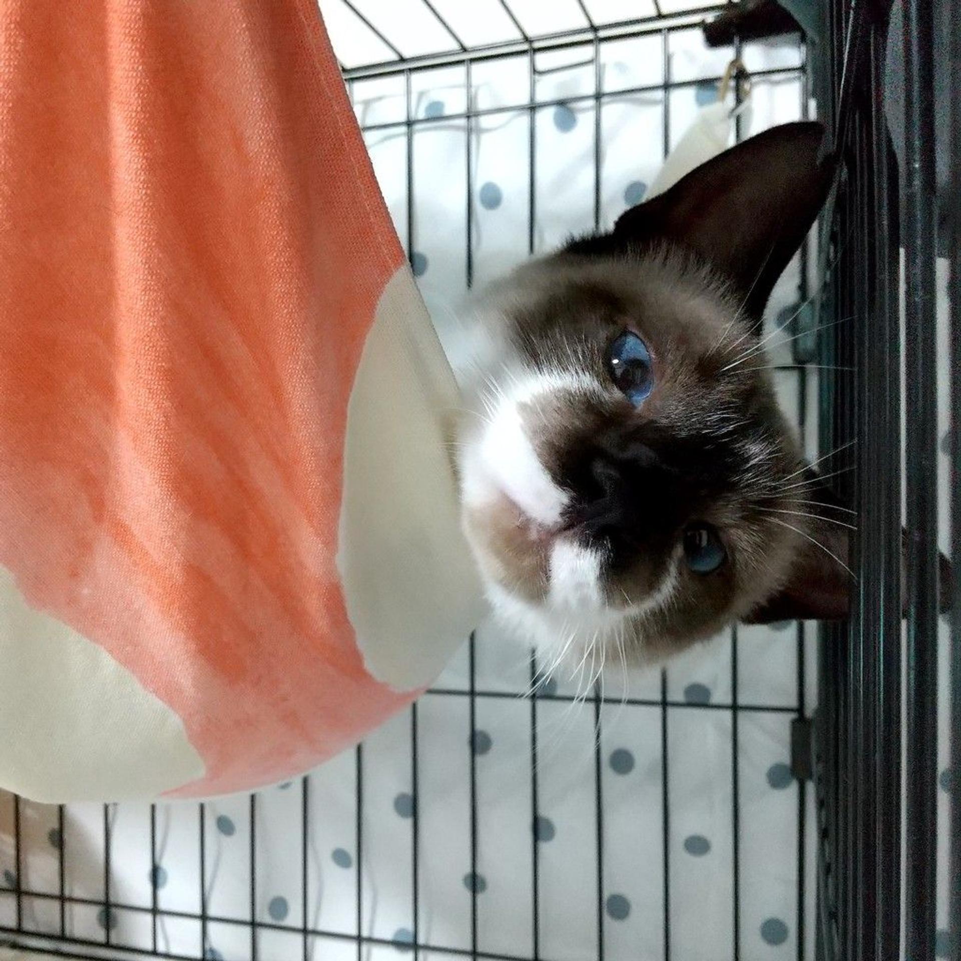 pet-image-9