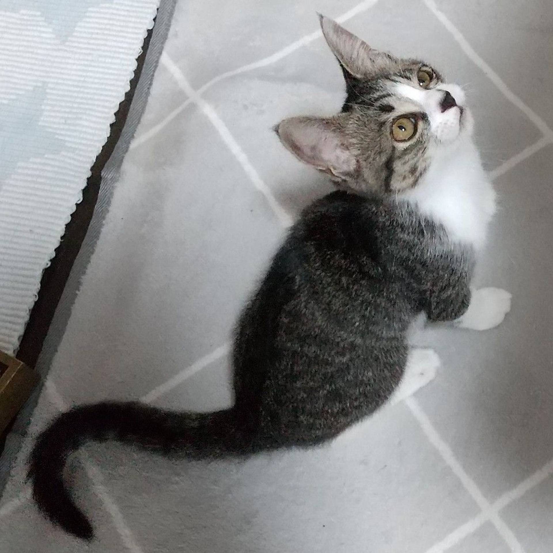 雑種（ミックス猫）・メスの里親募集の写真