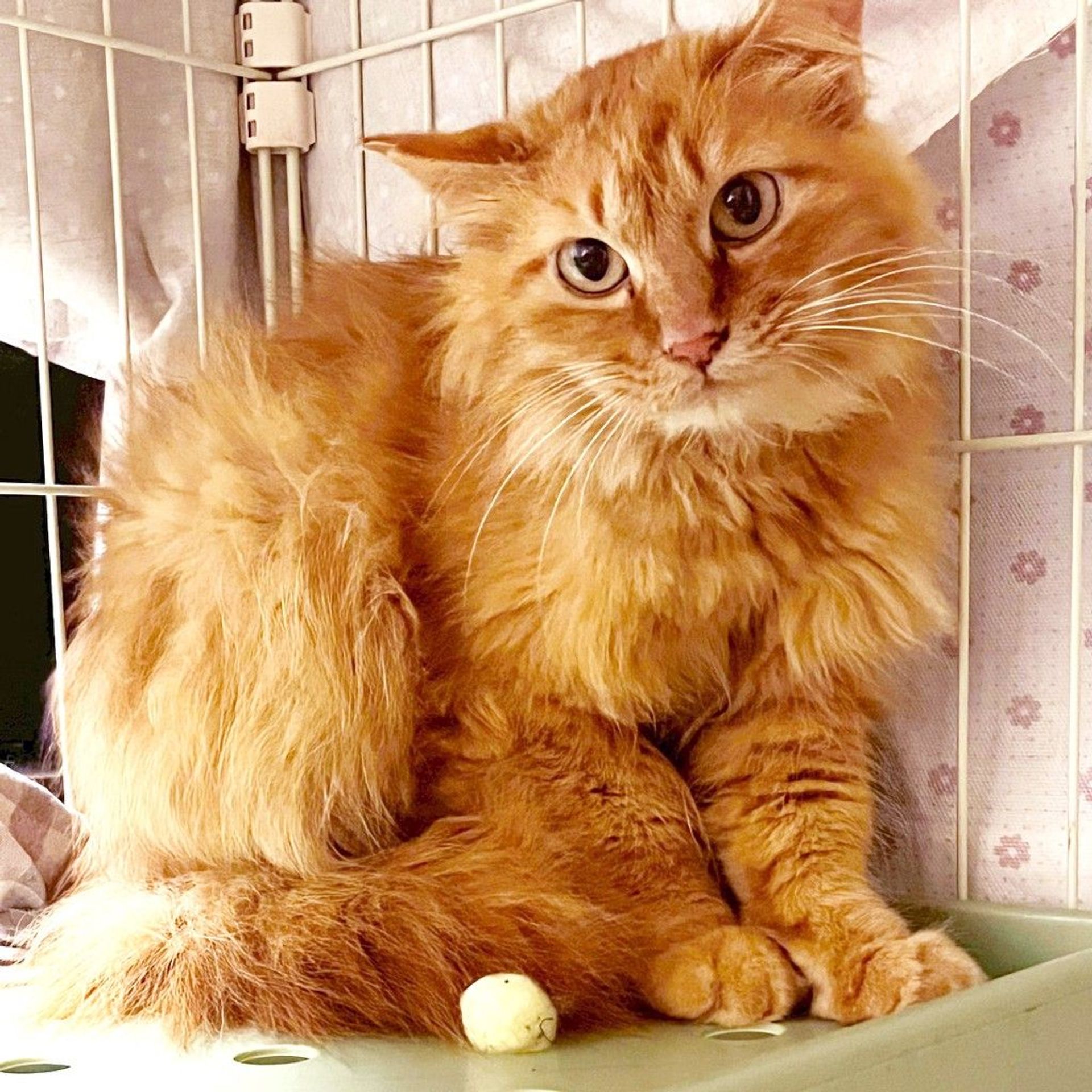 雑種（ミックス猫）・メスの里親募集の写真
