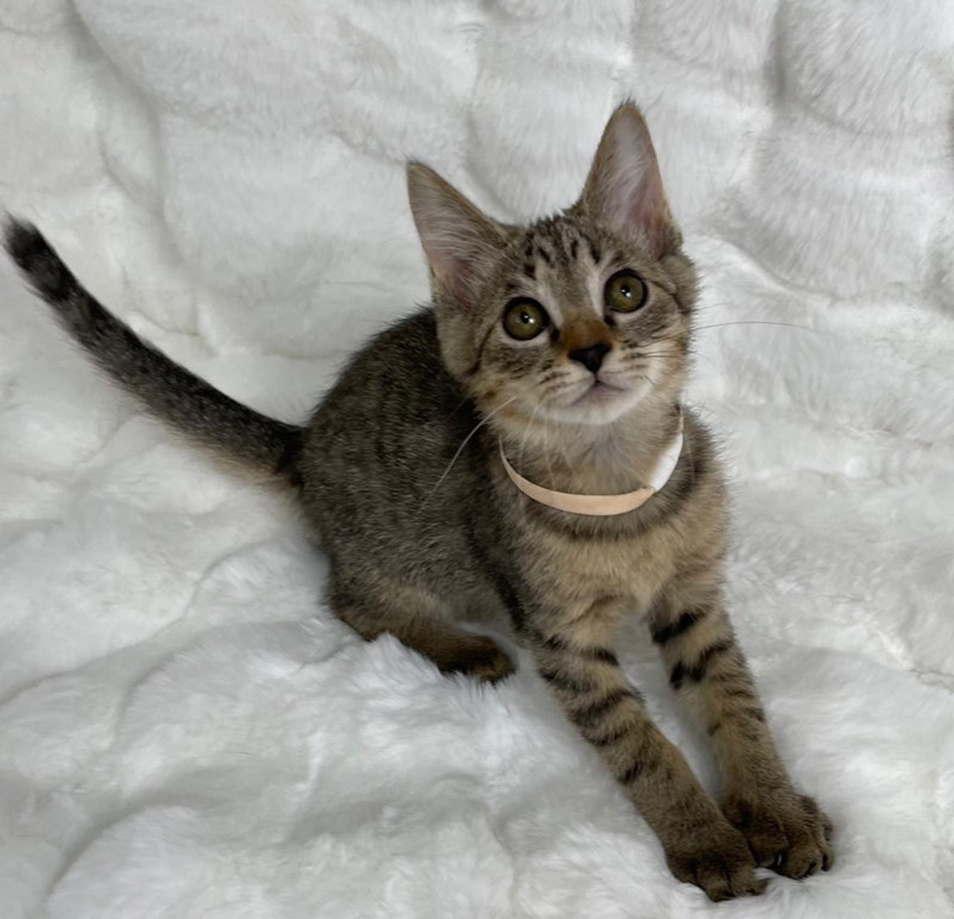pet-image-4