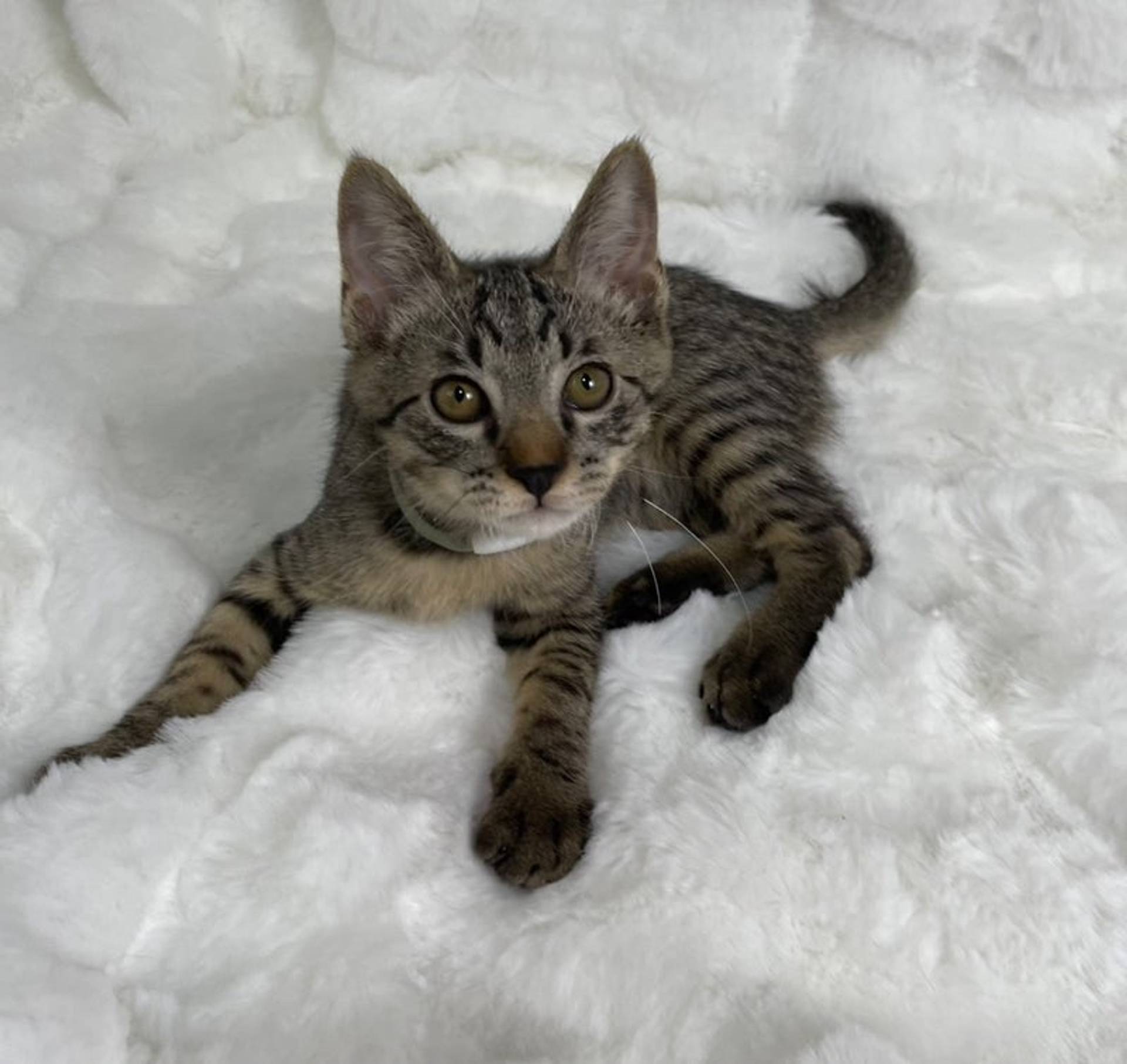 雑種（ミックス猫）・オスの里親募集の写真