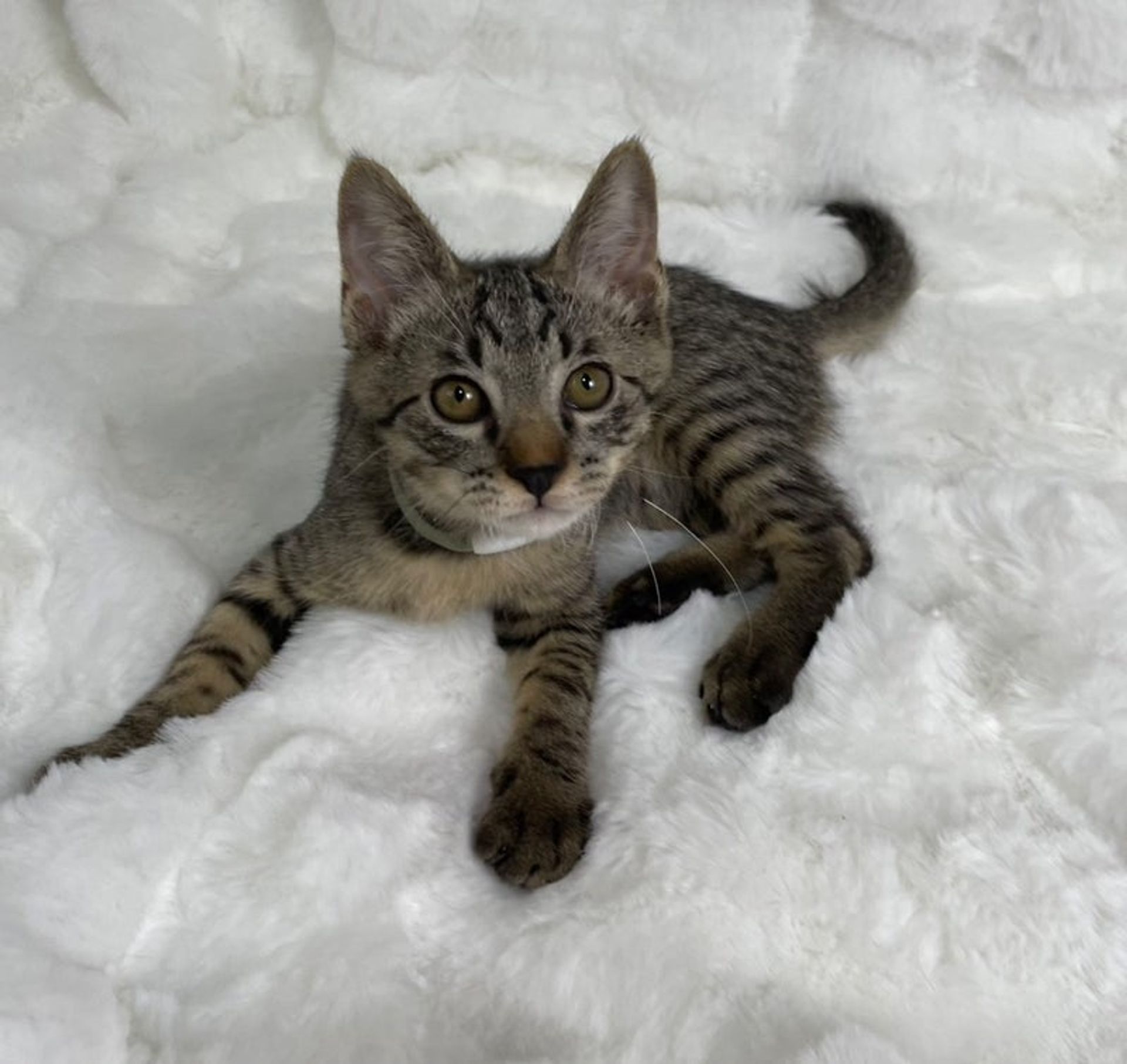 雑種（ミックス猫）・オスの里親募集の写真