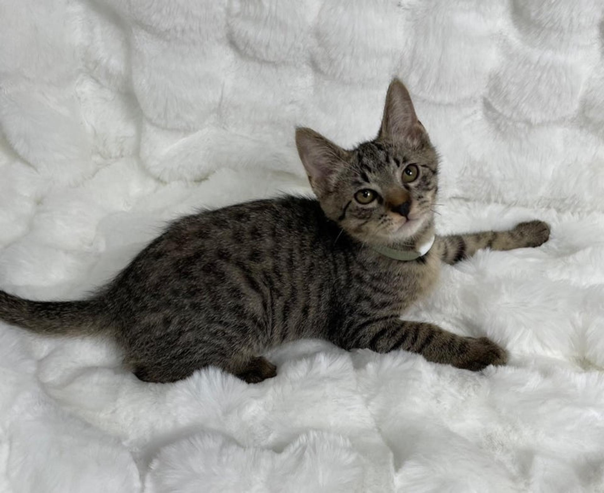 pet-image-4