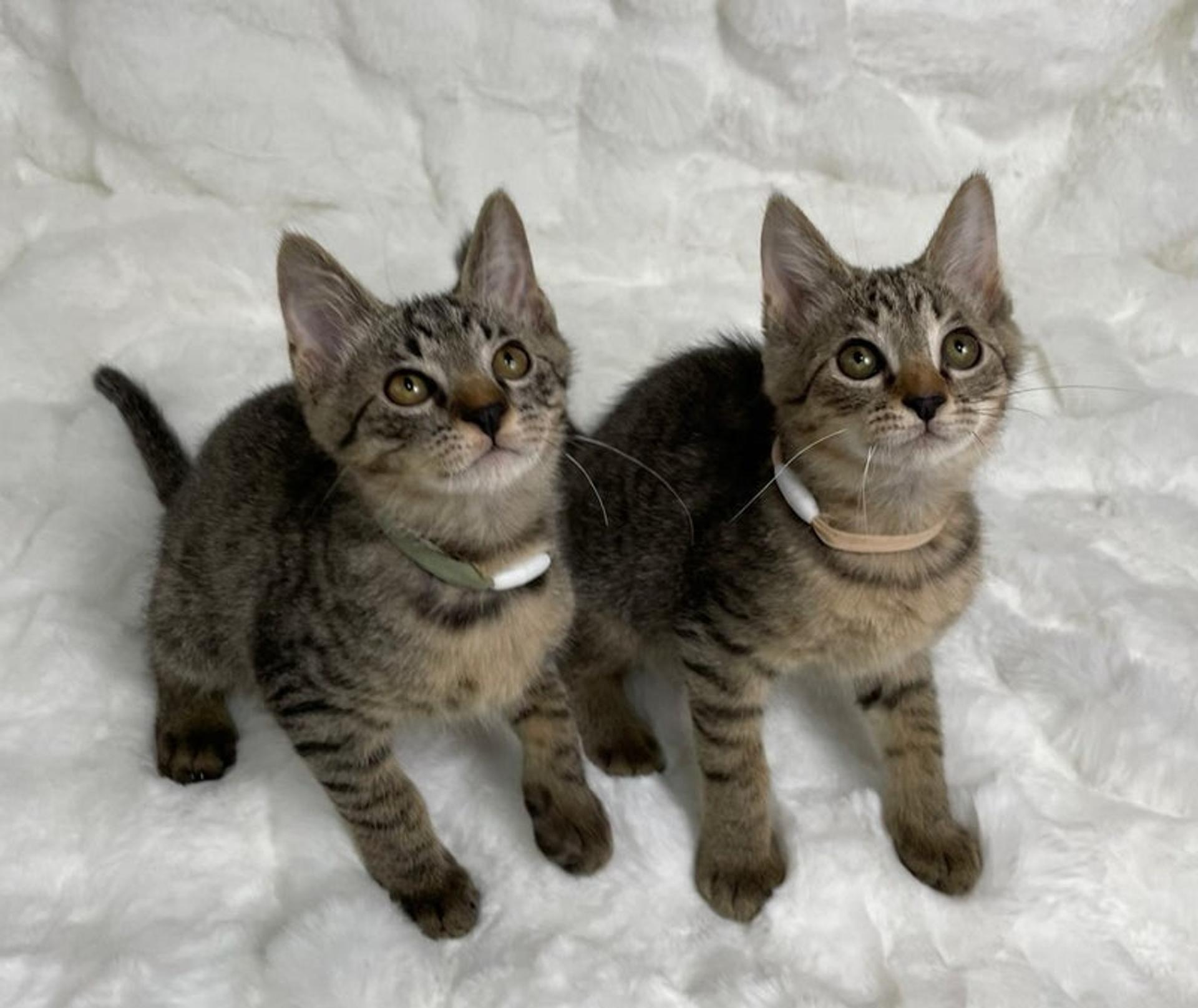 pet-image-5