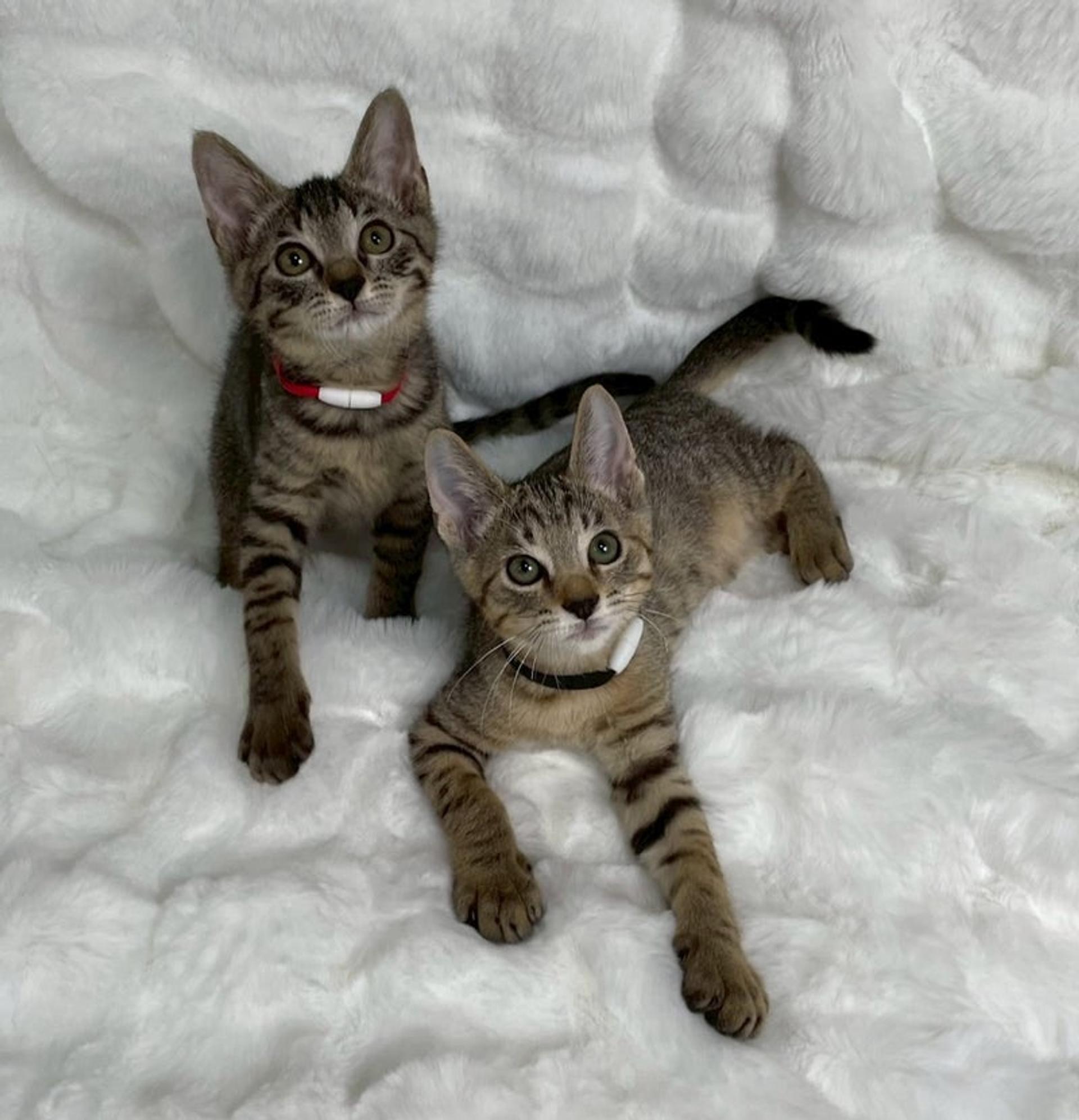 pet-image-5
