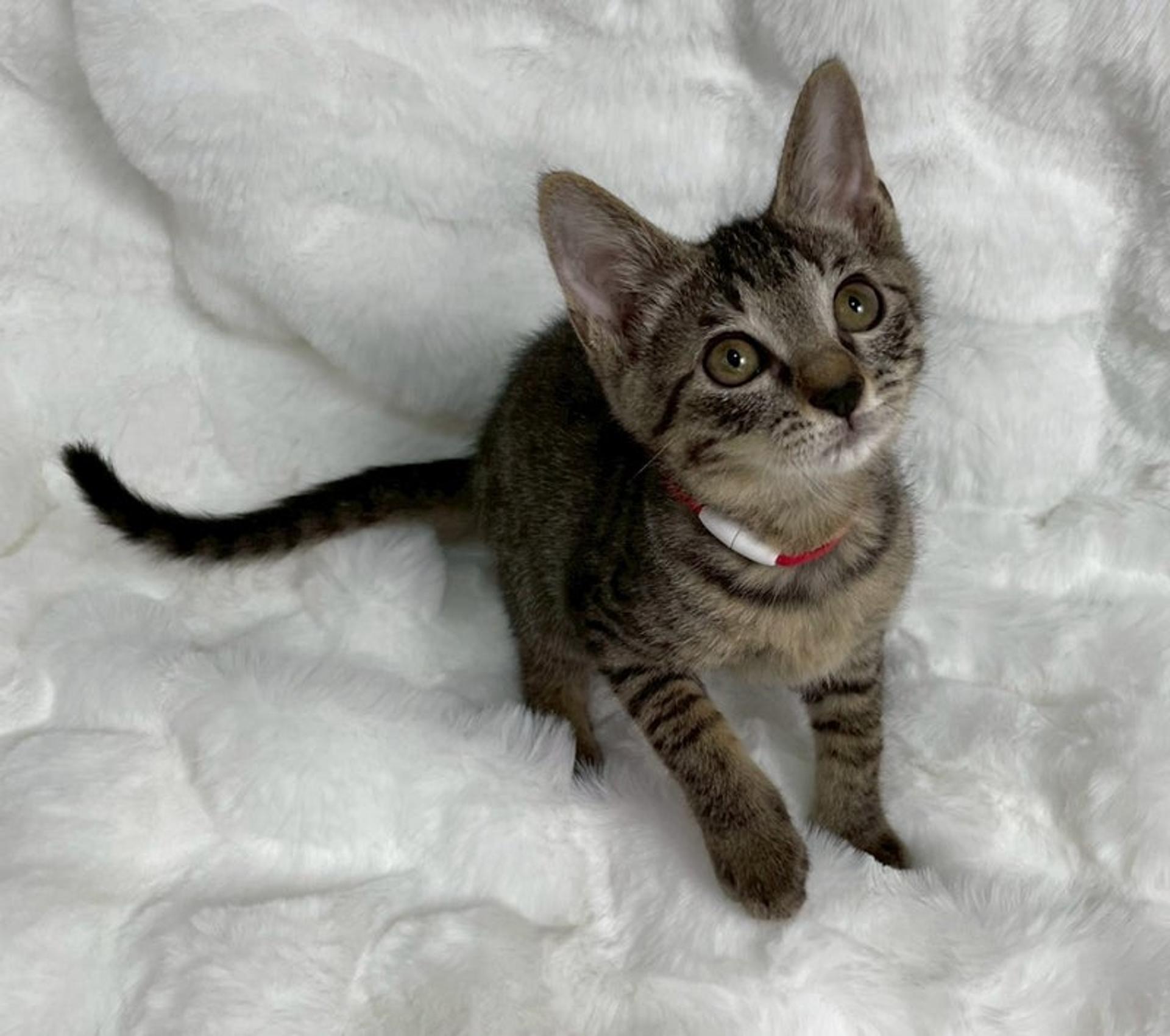 pet-image-4