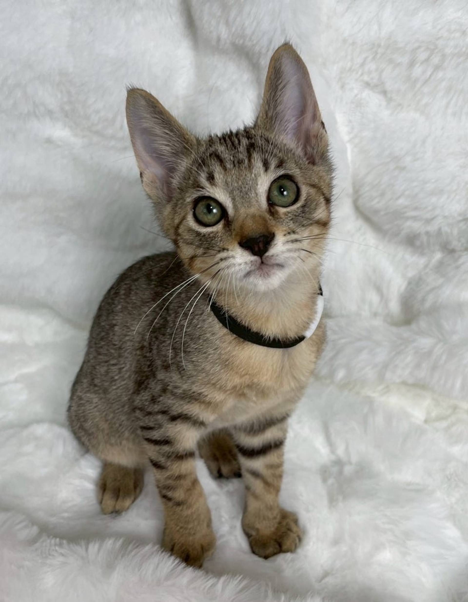 雑種（ミックス猫）・オスの里親募集の写真