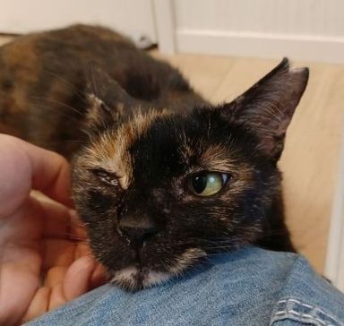 雑種（ミックス猫）・メスの里親募集の写真