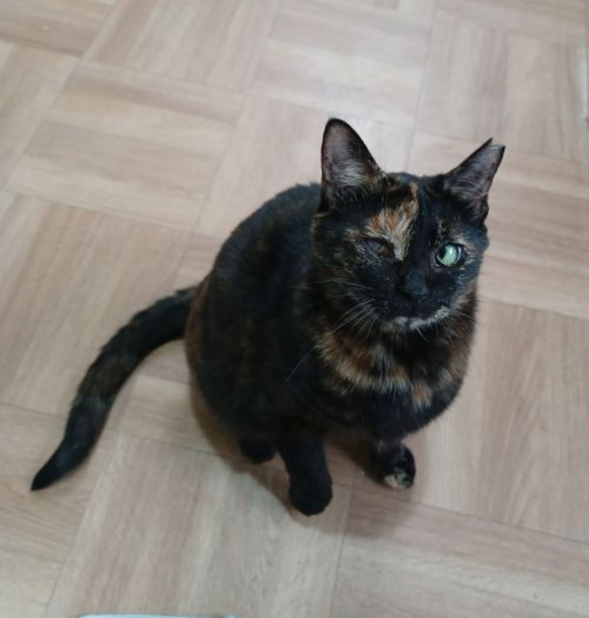 雑種（ミックス猫）・メスの里親募集の写真