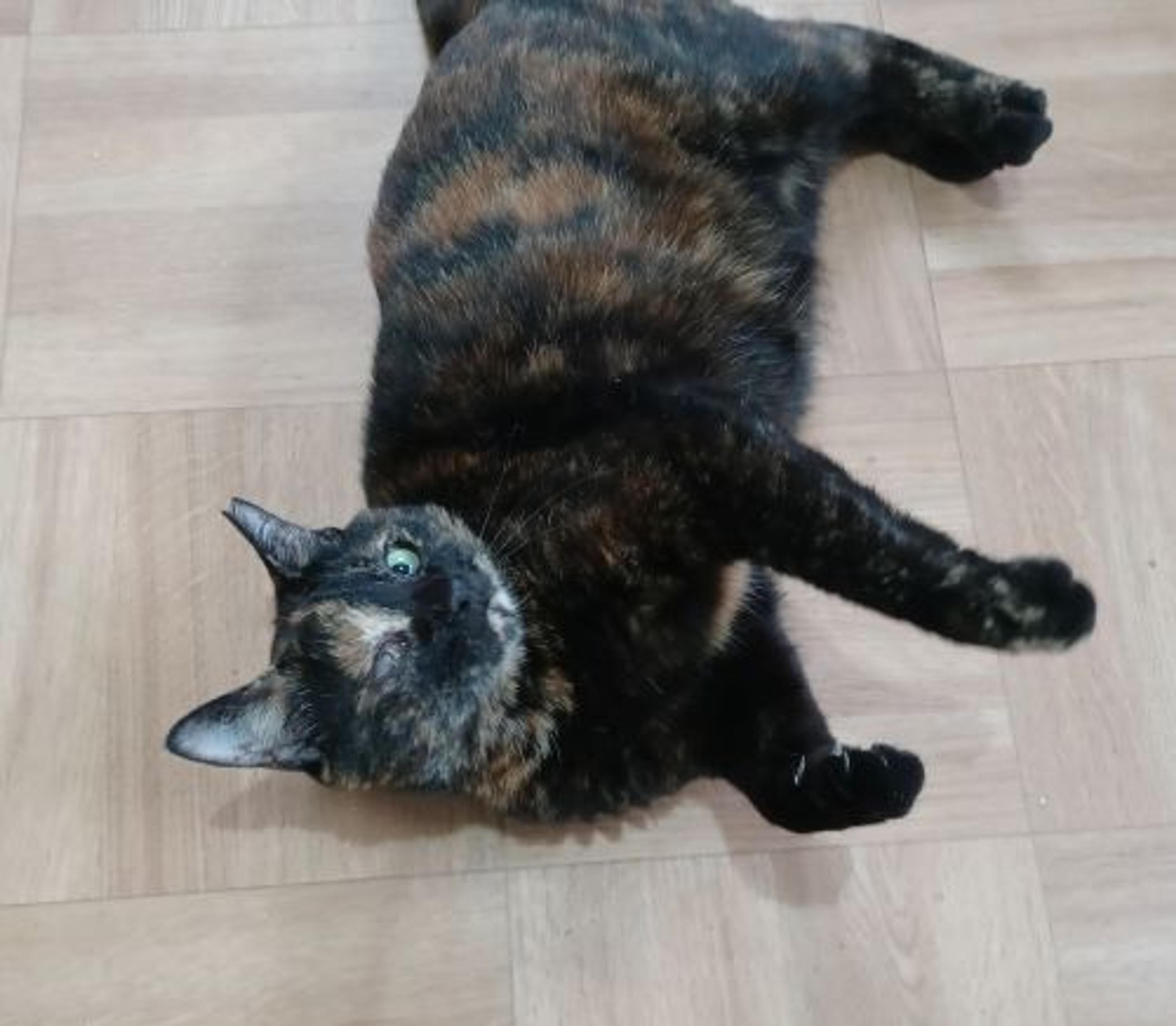pet-image-2