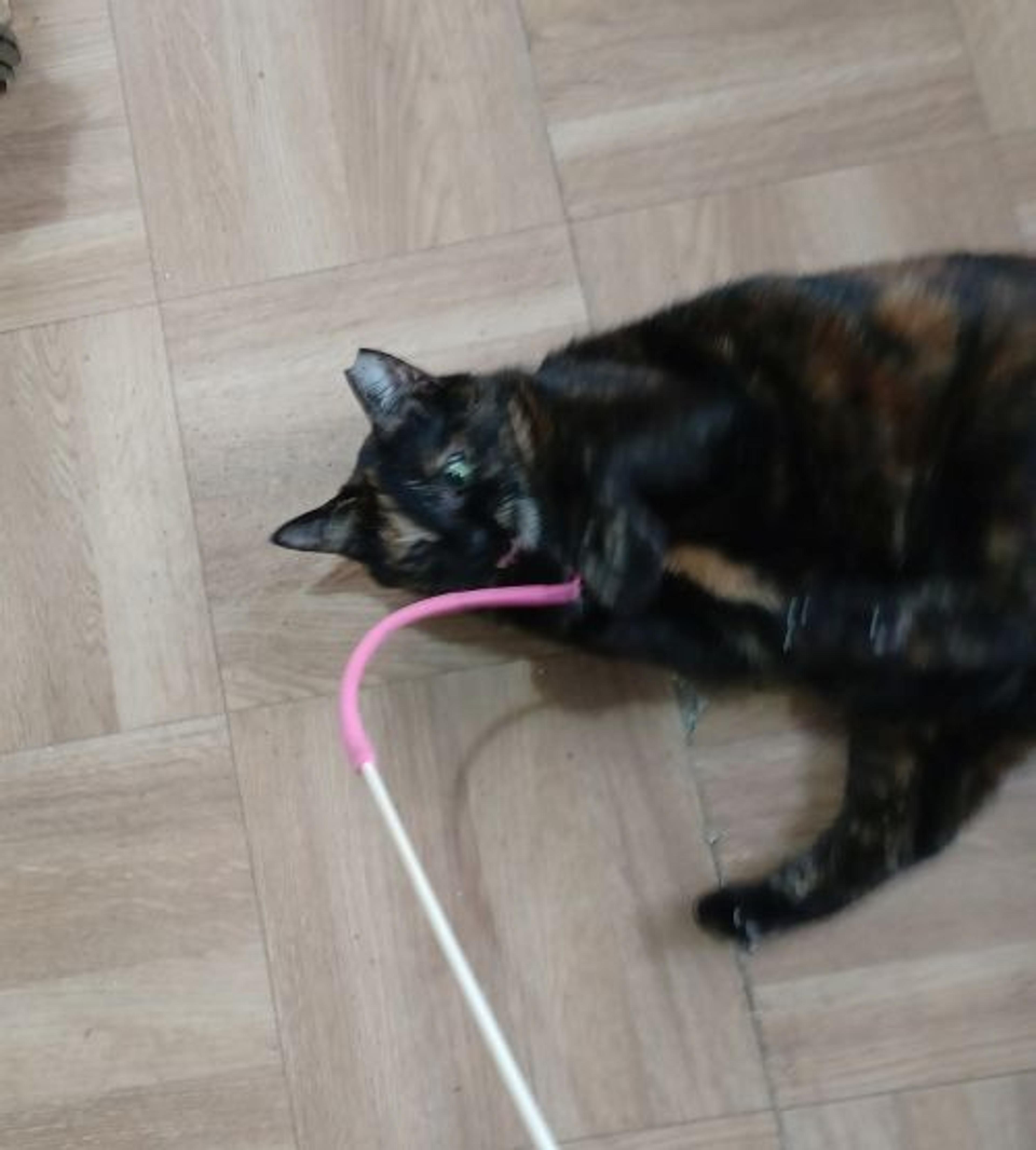pet-image-3