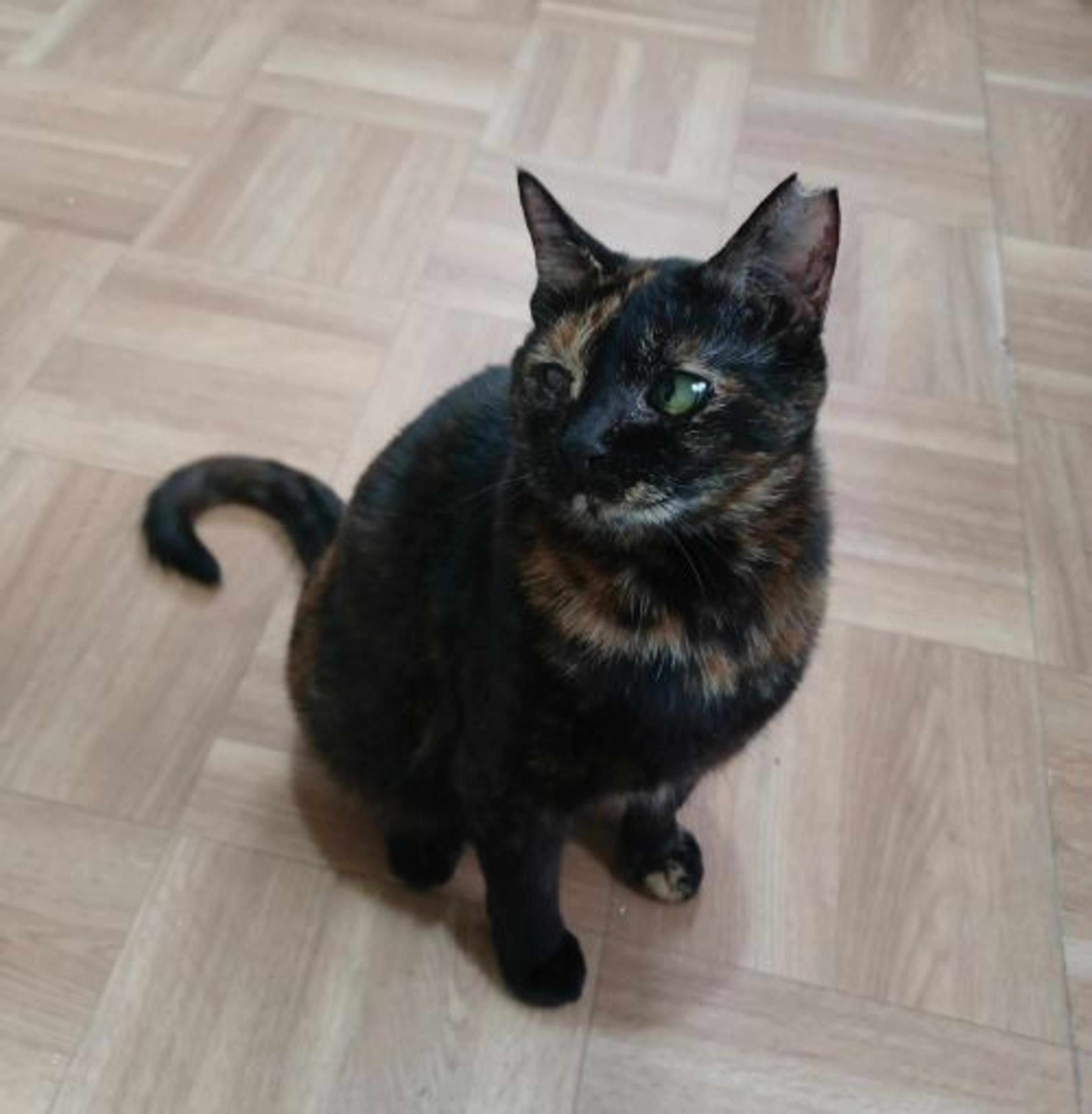 pet-image-4