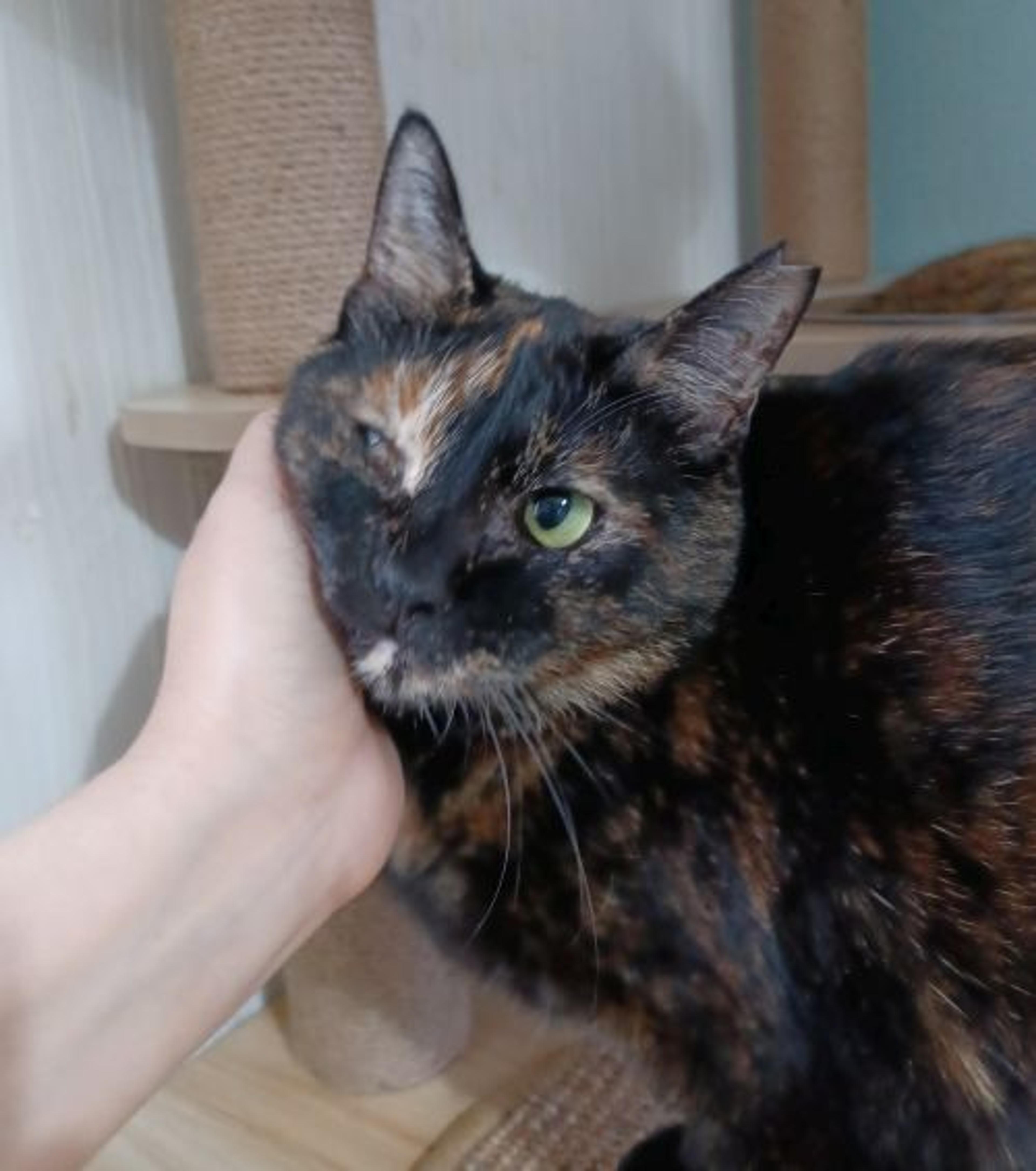 pet-image-5