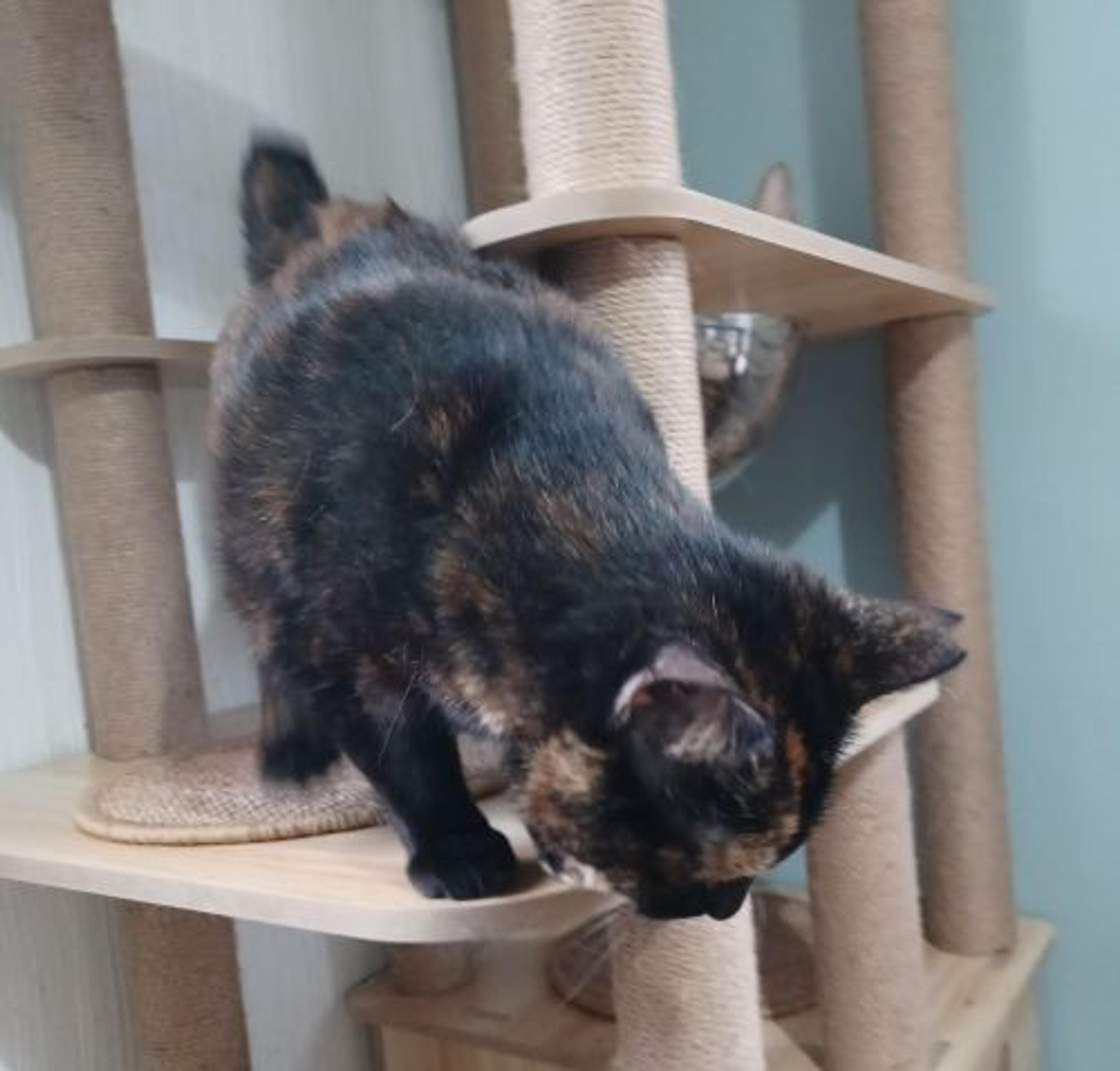 pet-image-7