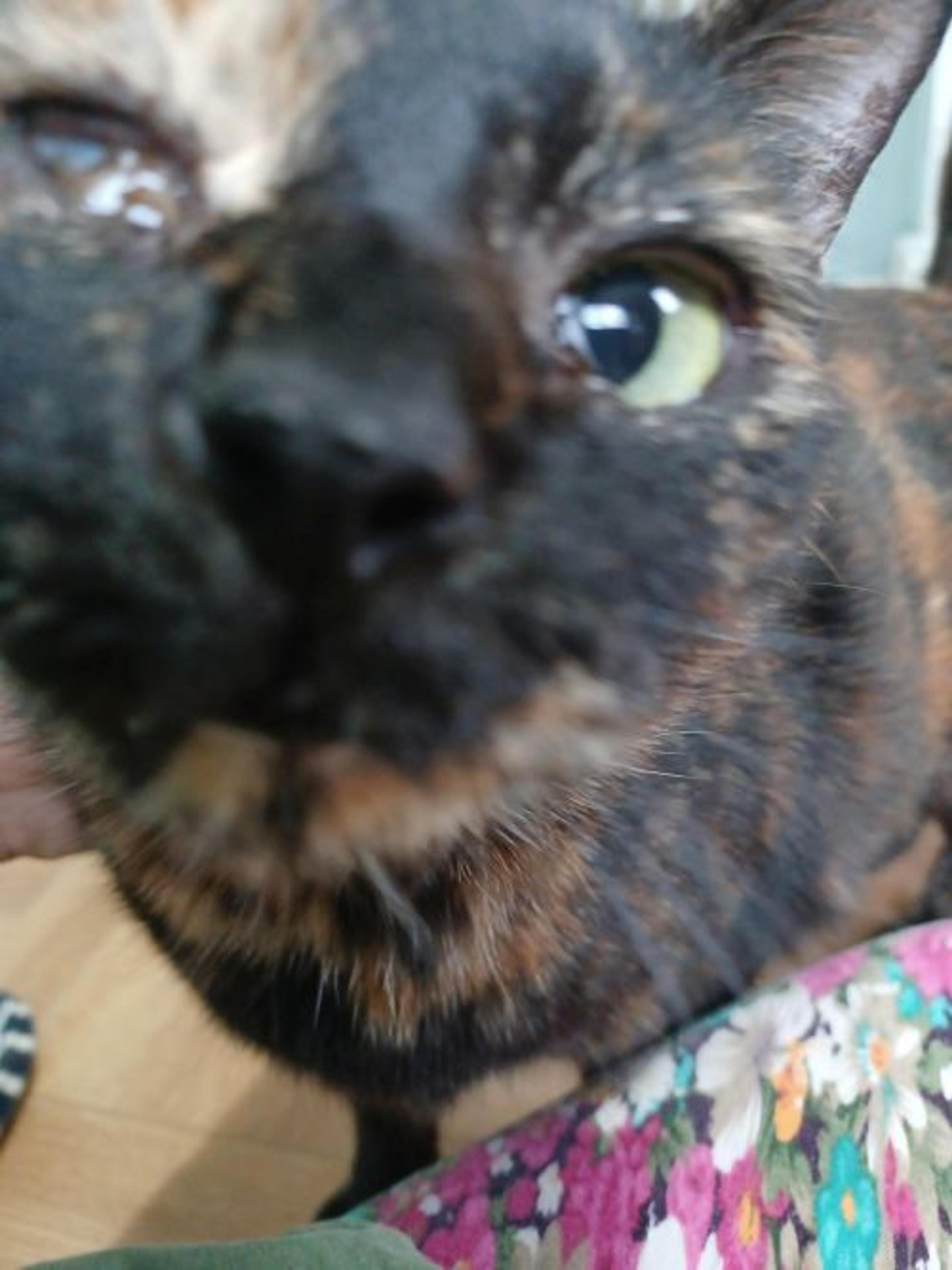 pet-image-9