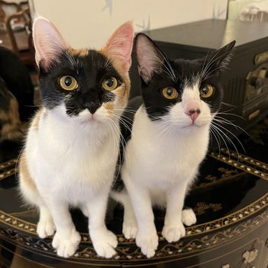 雑種（ミックス猫）・オスの里親募集の写真