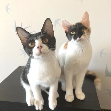 雑種（ミックス猫）・オスの里親募集の写真