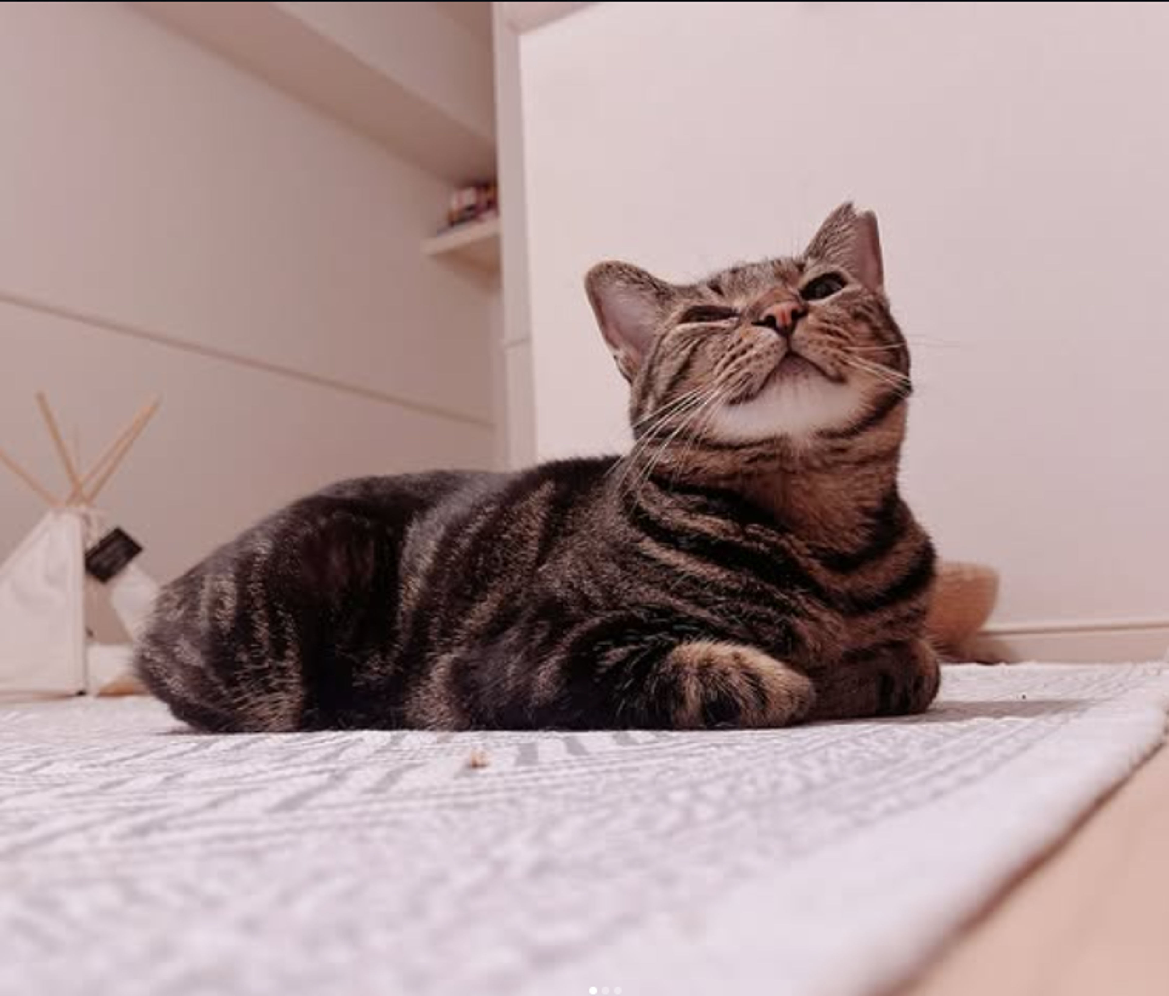 雑種（ミックス猫）・メスの里親募集の写真