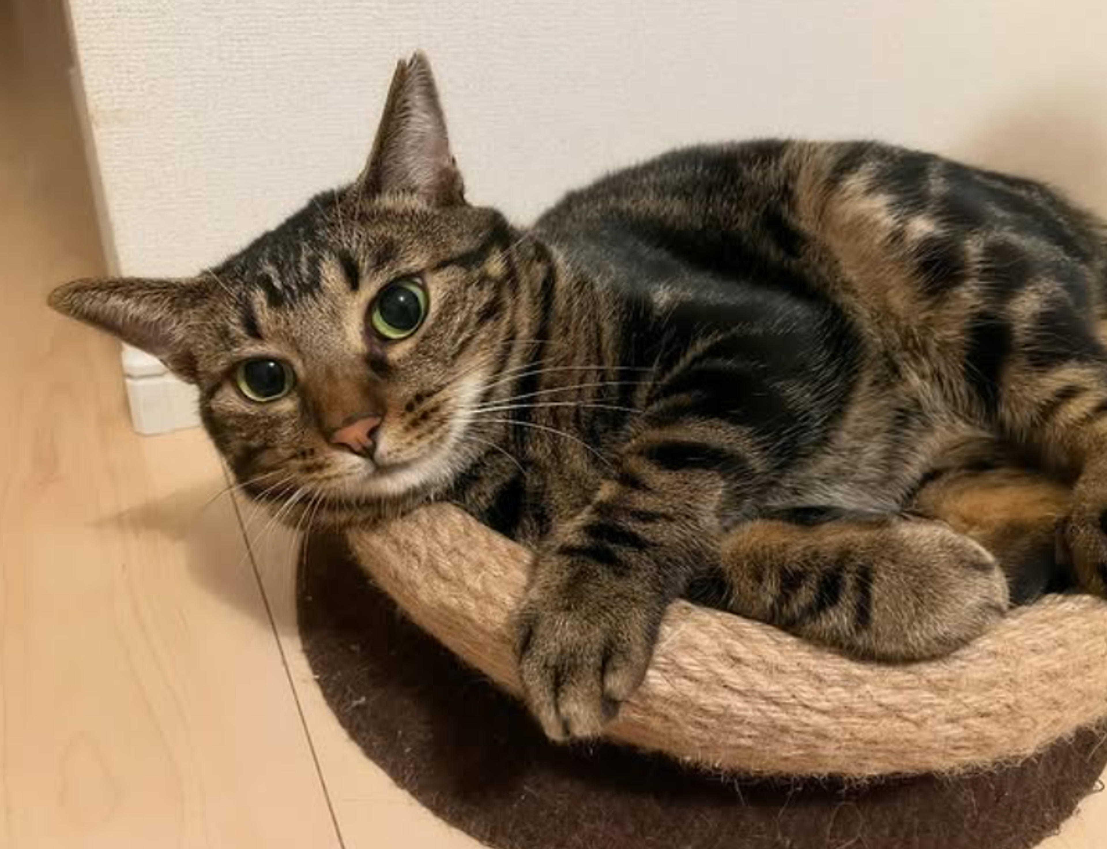 pet-image-2