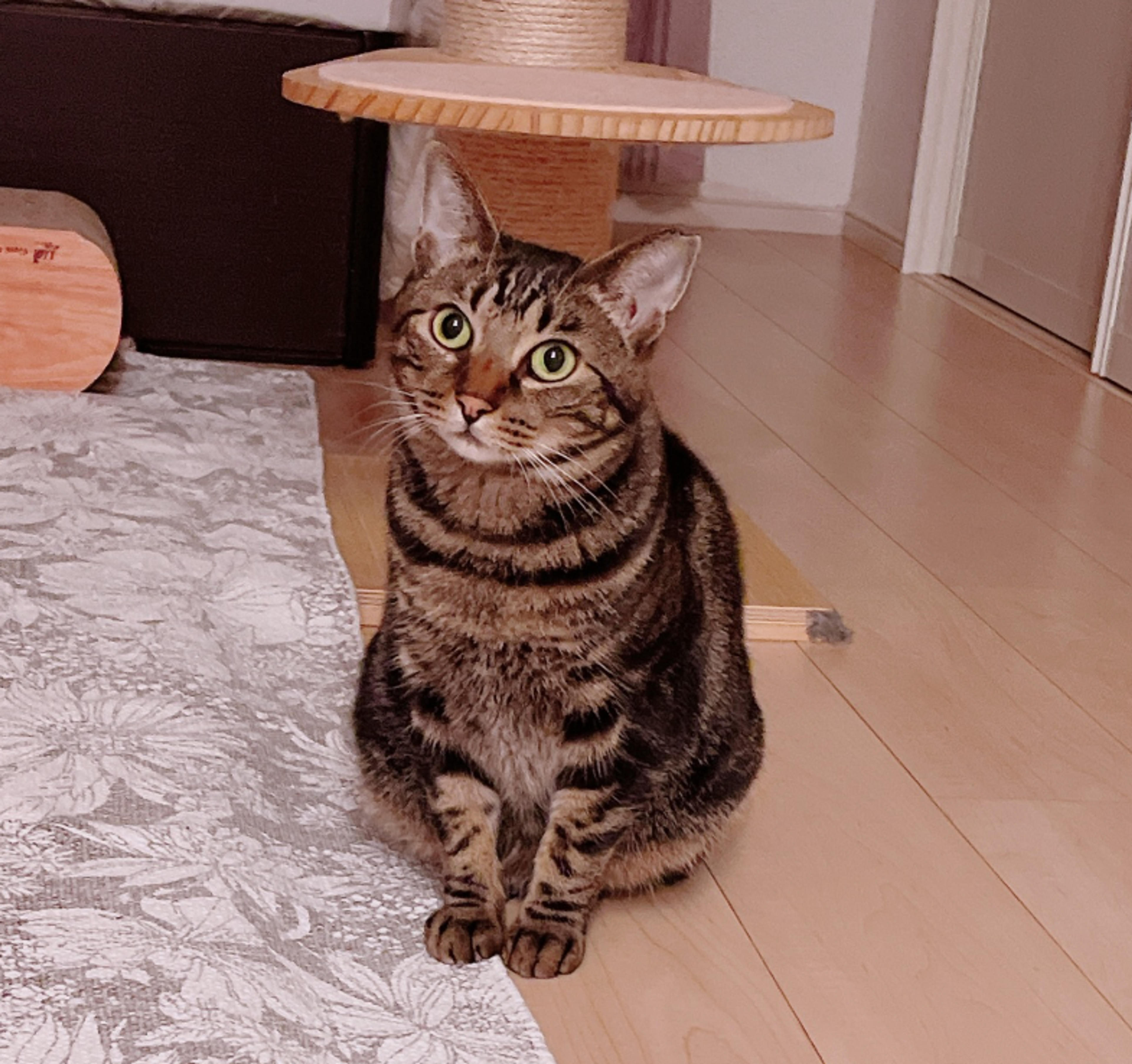 pet-image-3