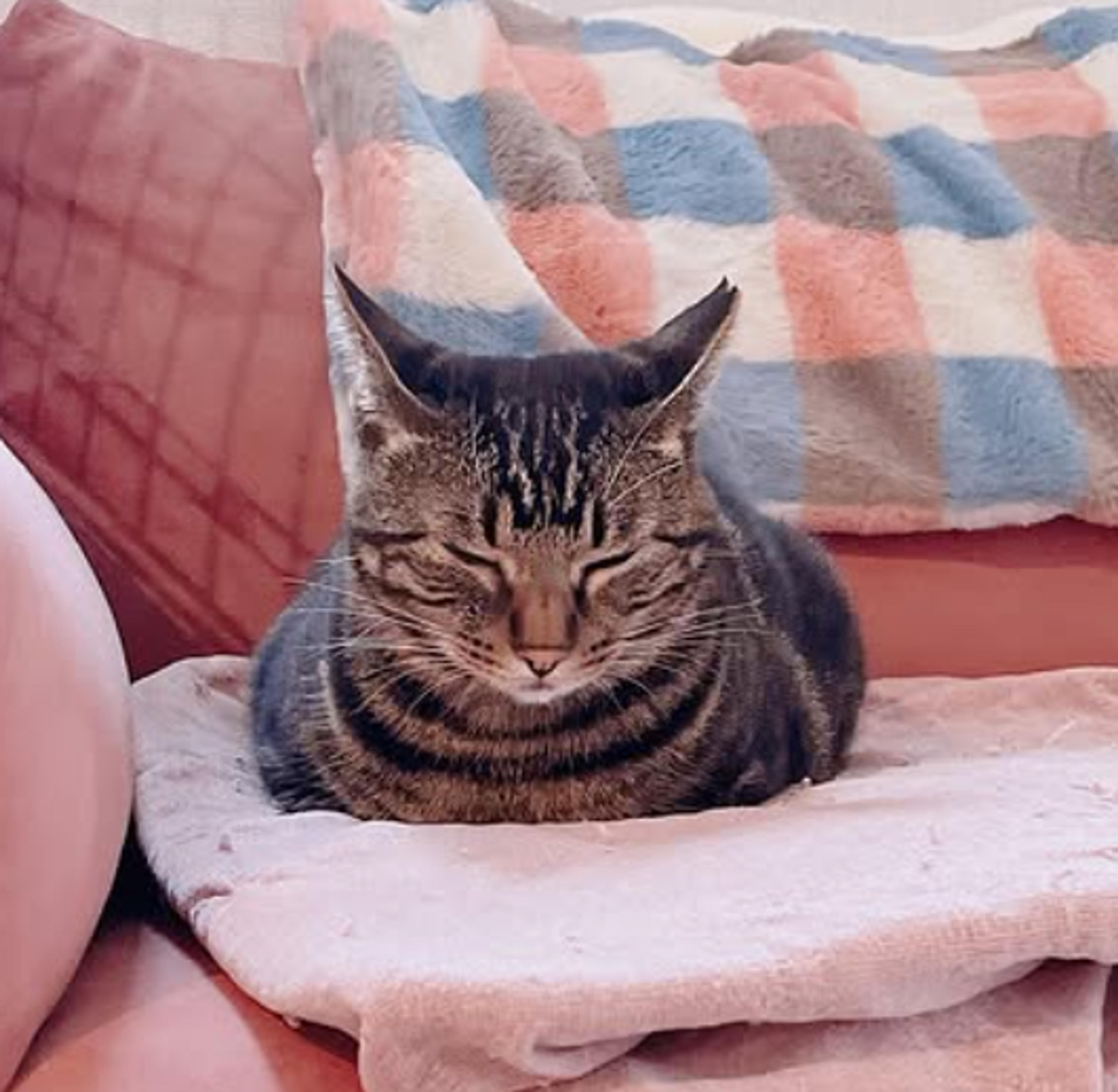 pet-image-4