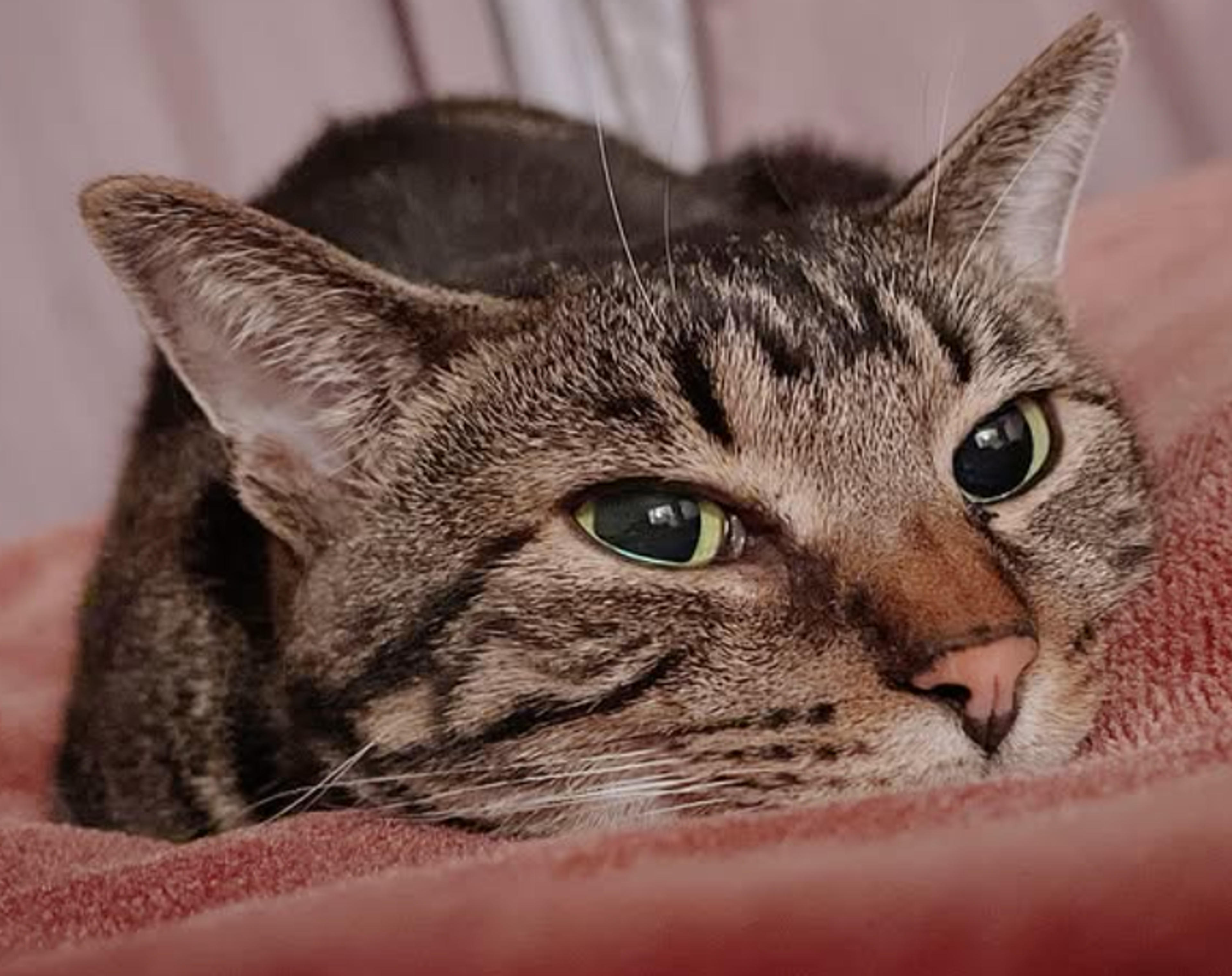 pet-image-5