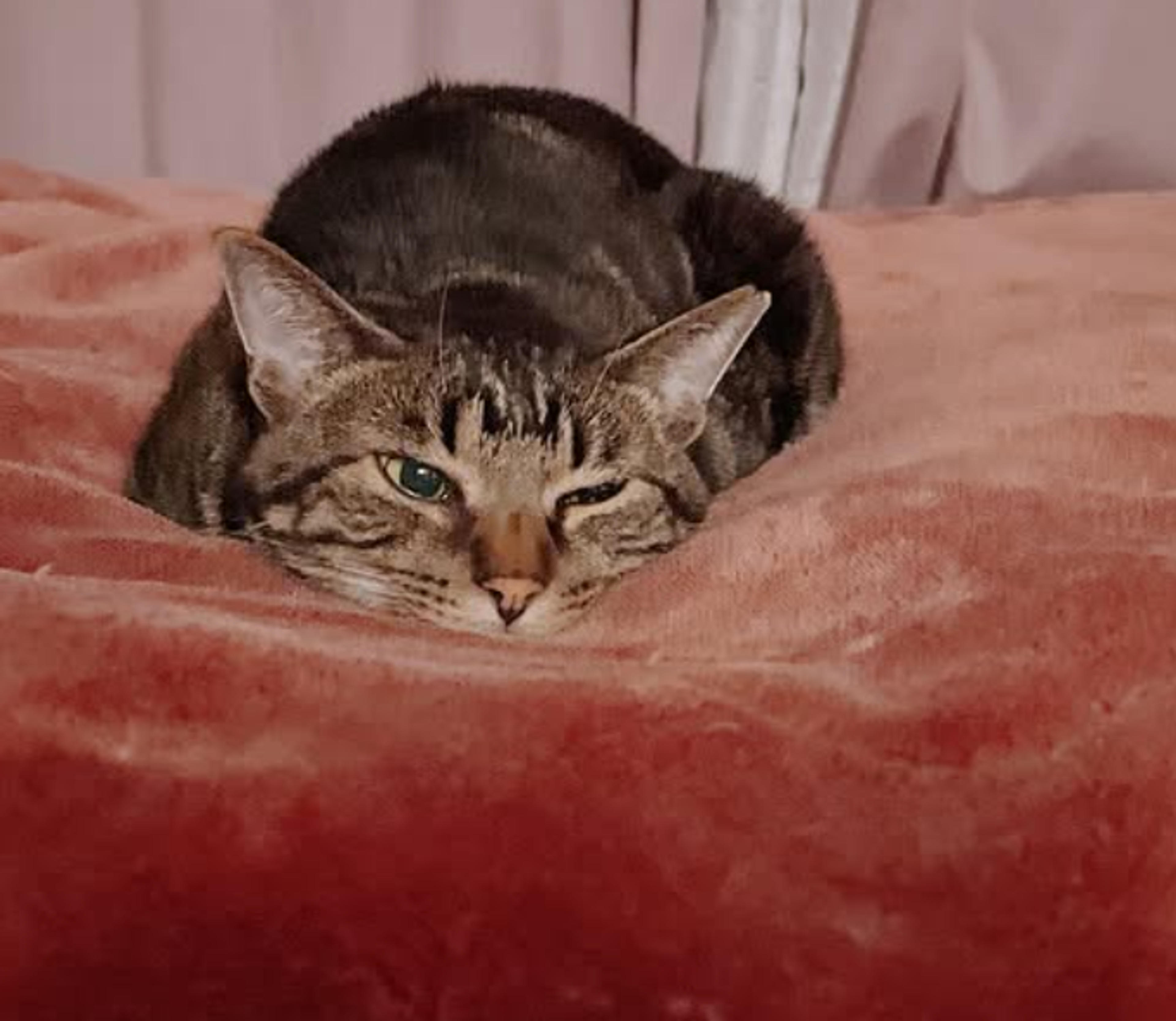 pet-image-6