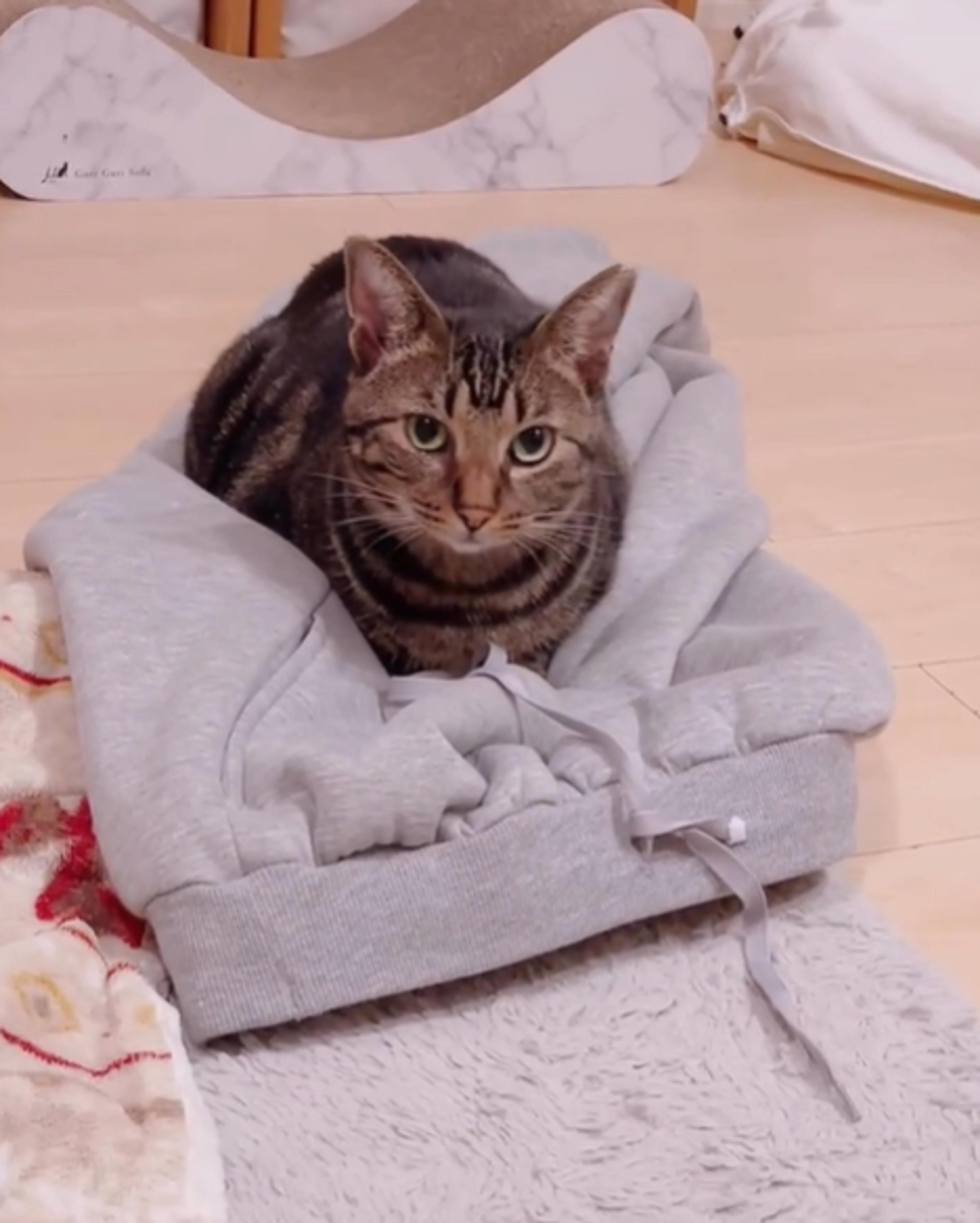 pet-image-7