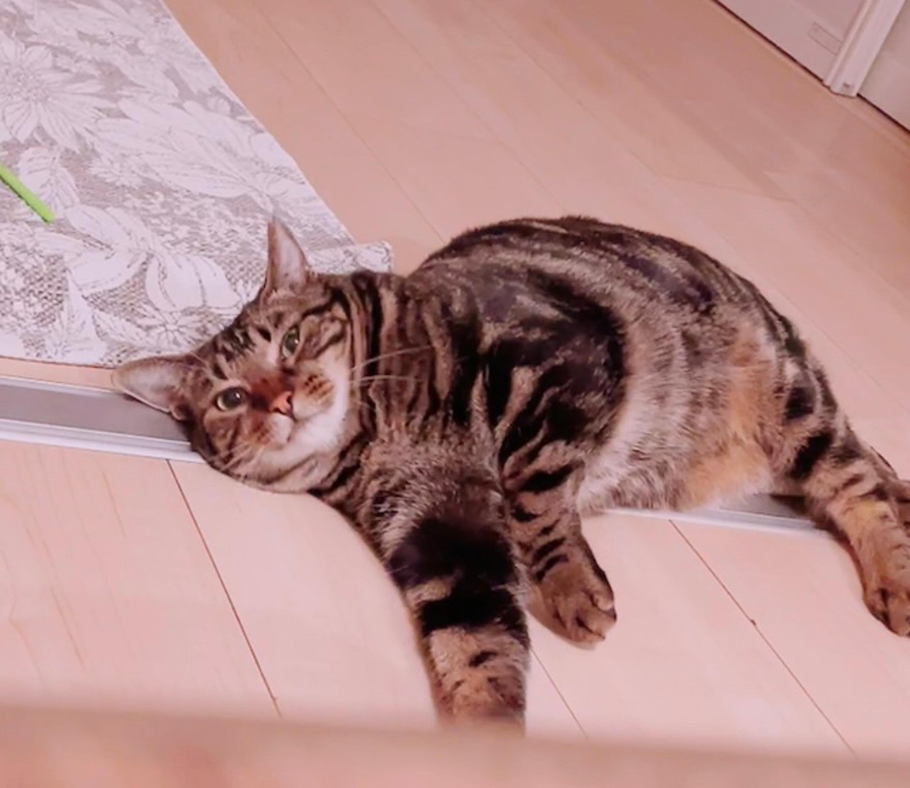 pet-image-8