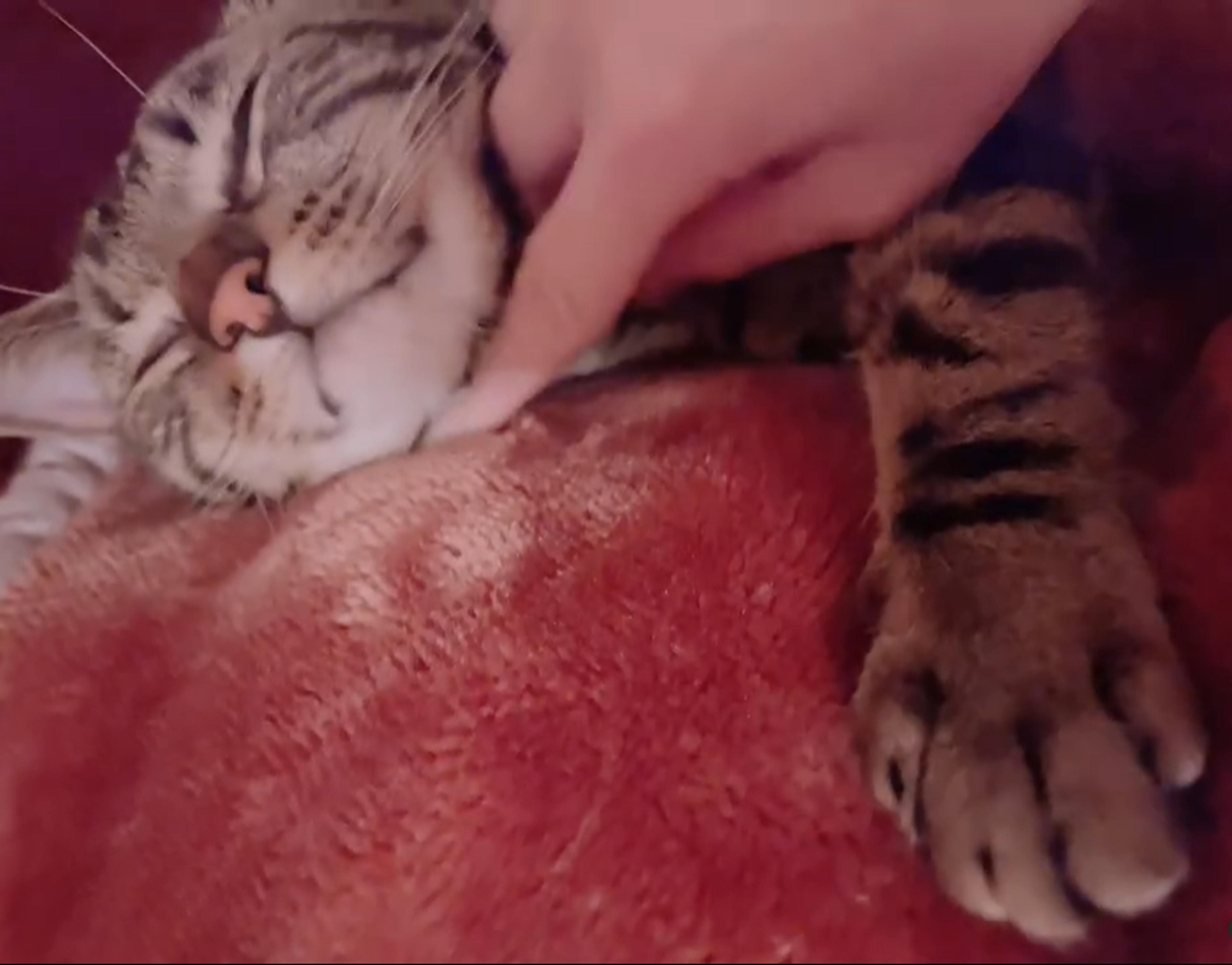 pet-image-9