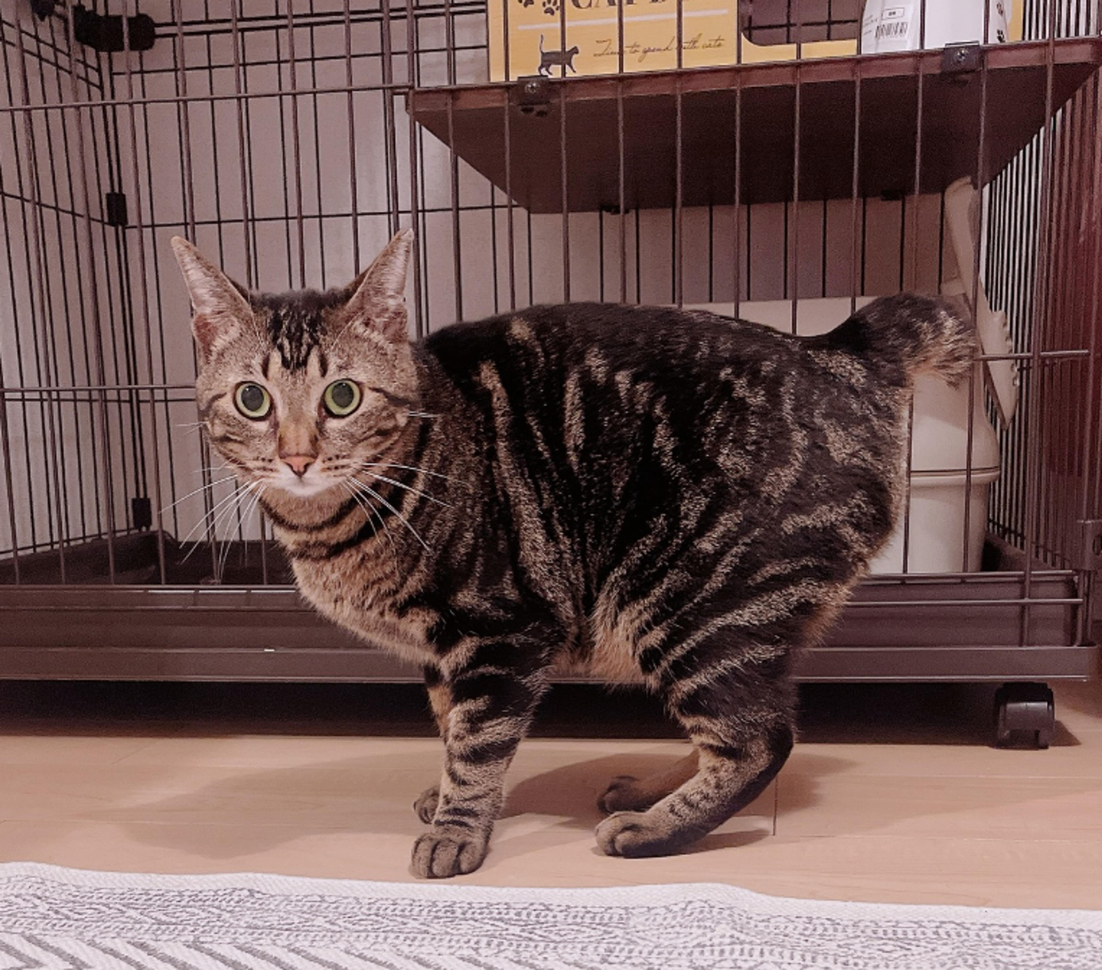 pet-image-10