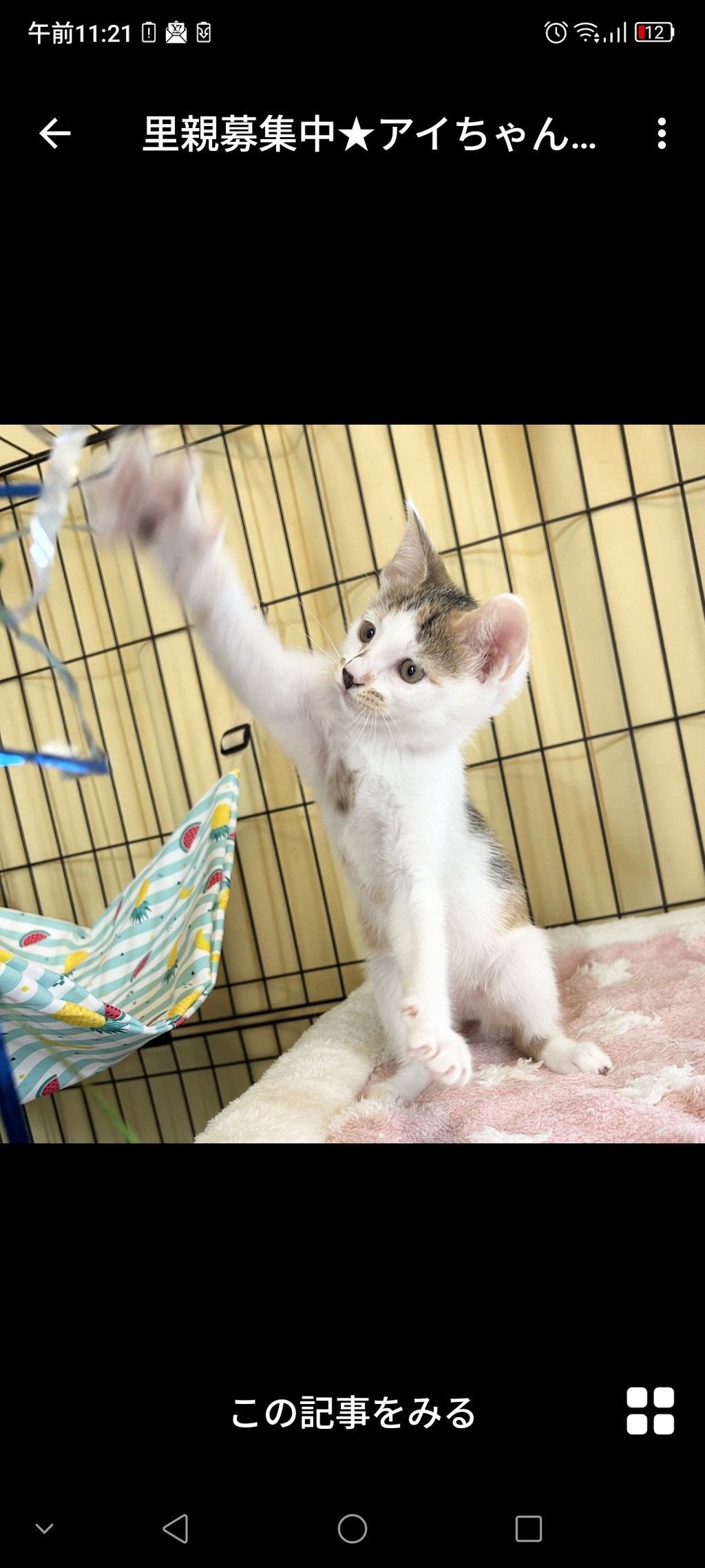 ちいねこ様　iriey lupilien2点おまとめ ❦みいみい❦ on X: 