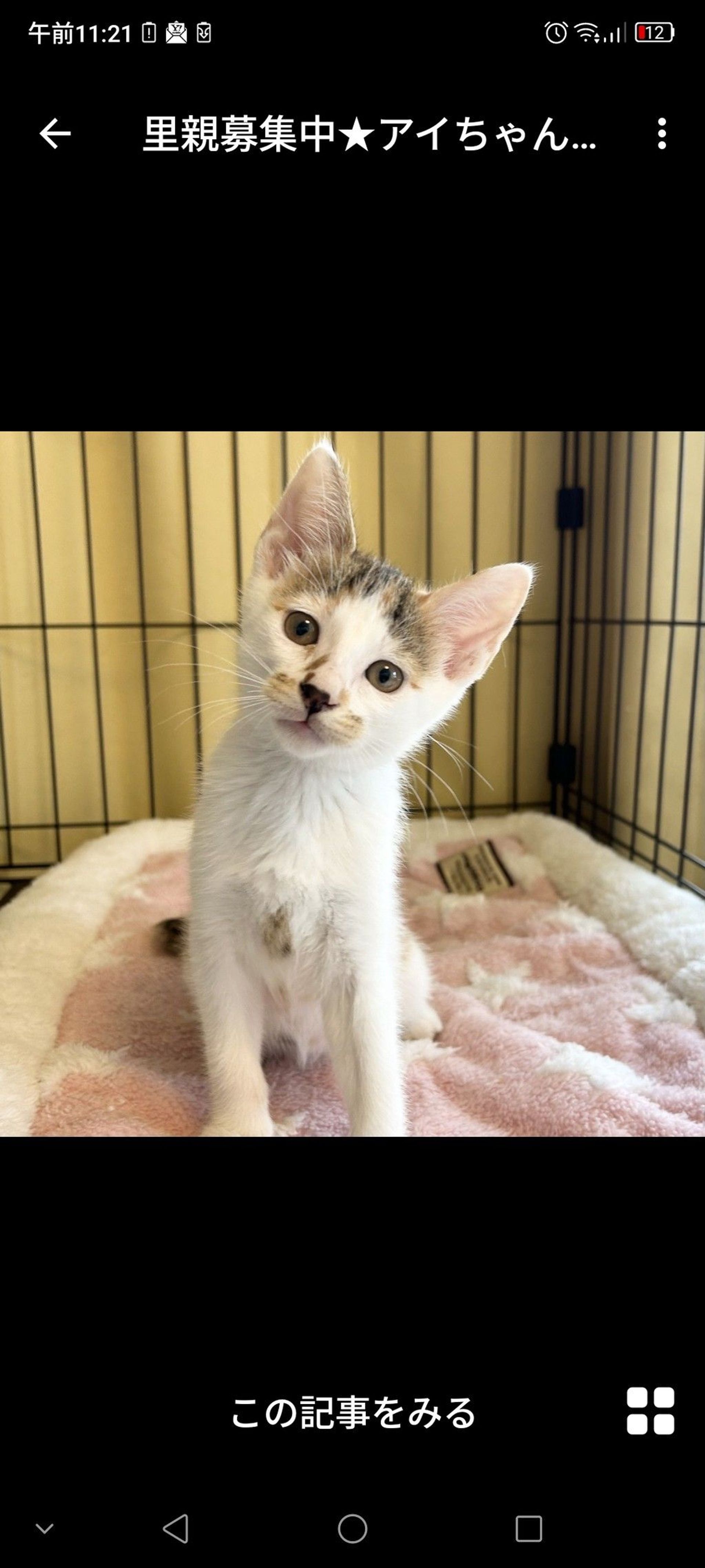 雑種（ミックス猫）・メスの里親募集の写真