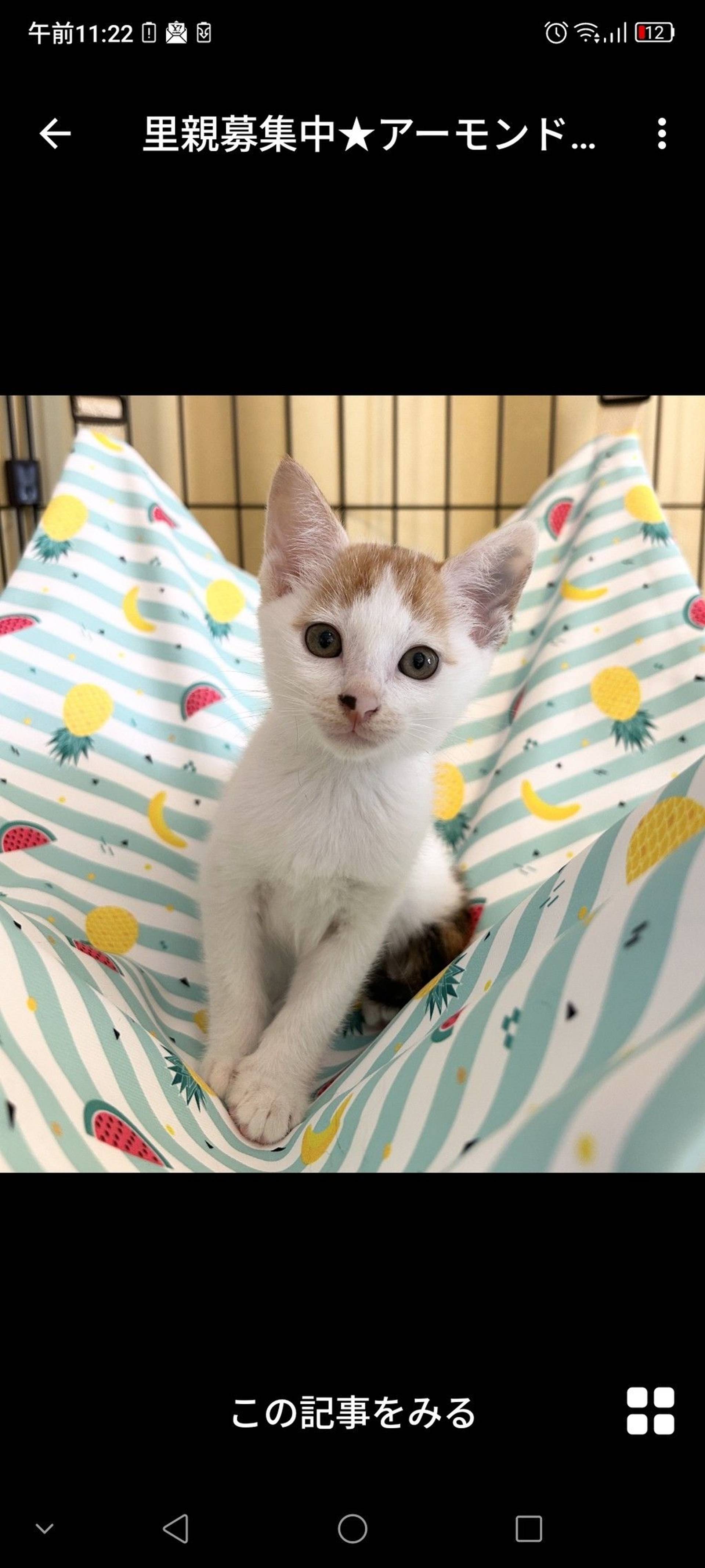 雑種（ミックス猫）・メスの里親募集の写真