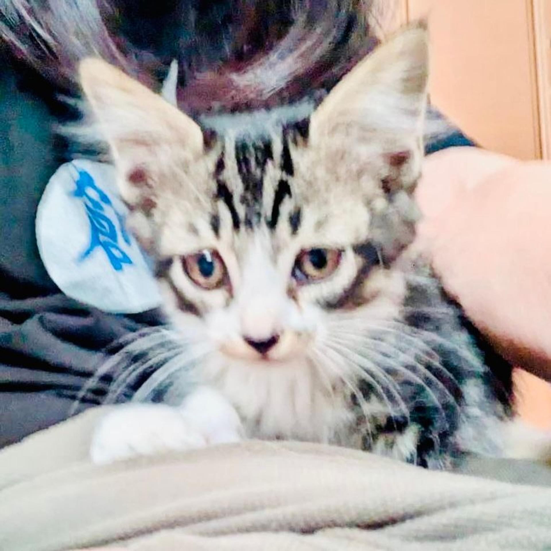 pet-image-4