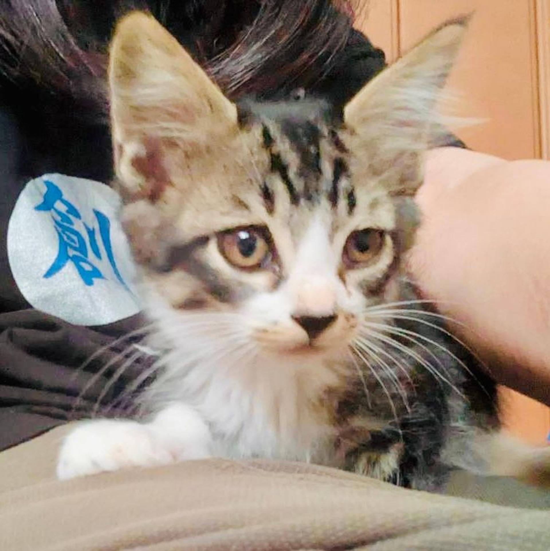 pet-image-3