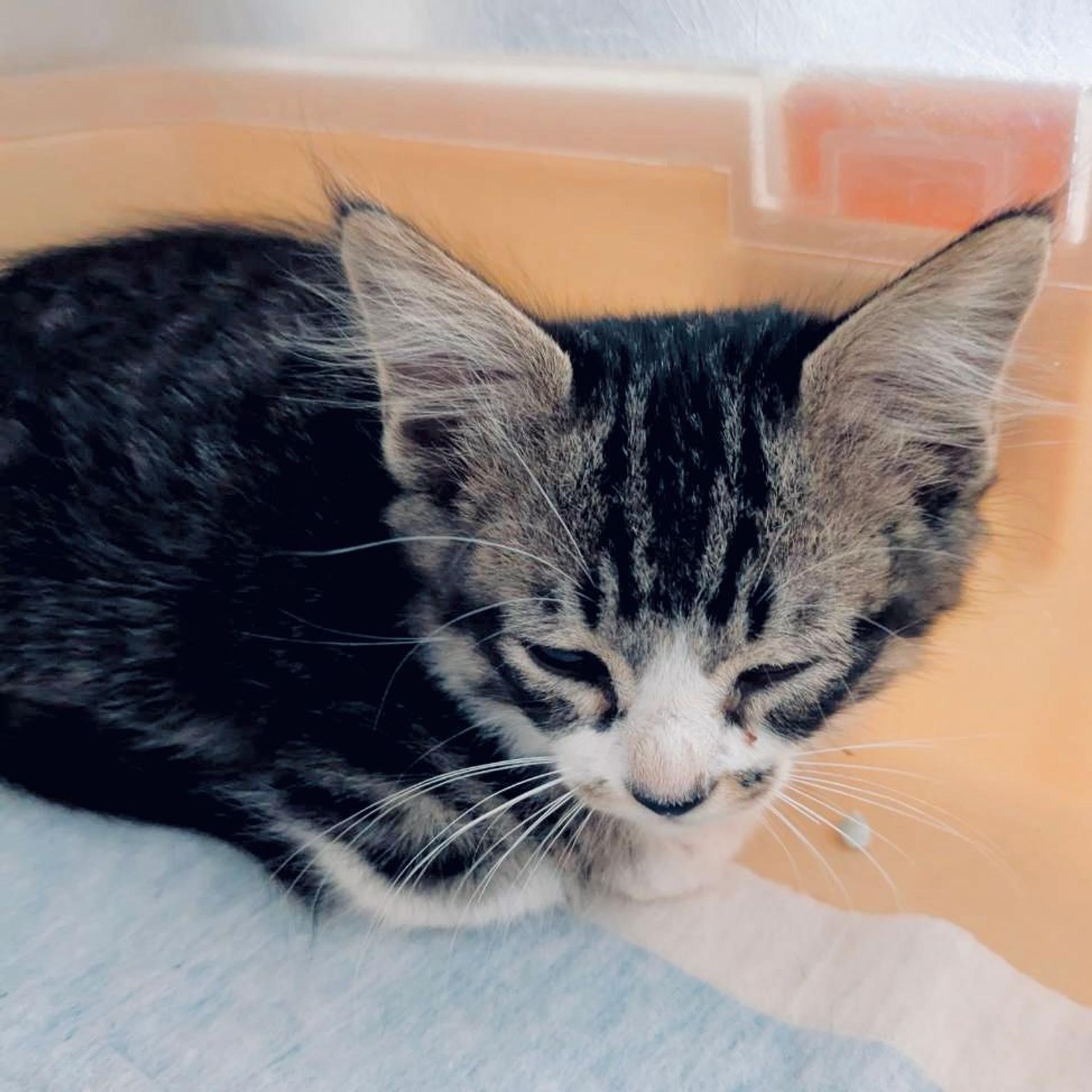 pet-image-2