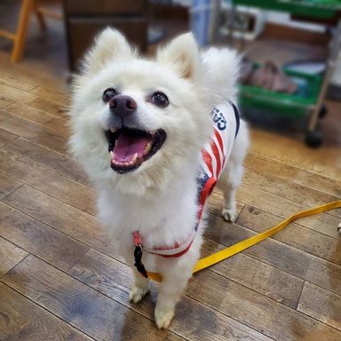 スピッツ・メスの里親募集の写真